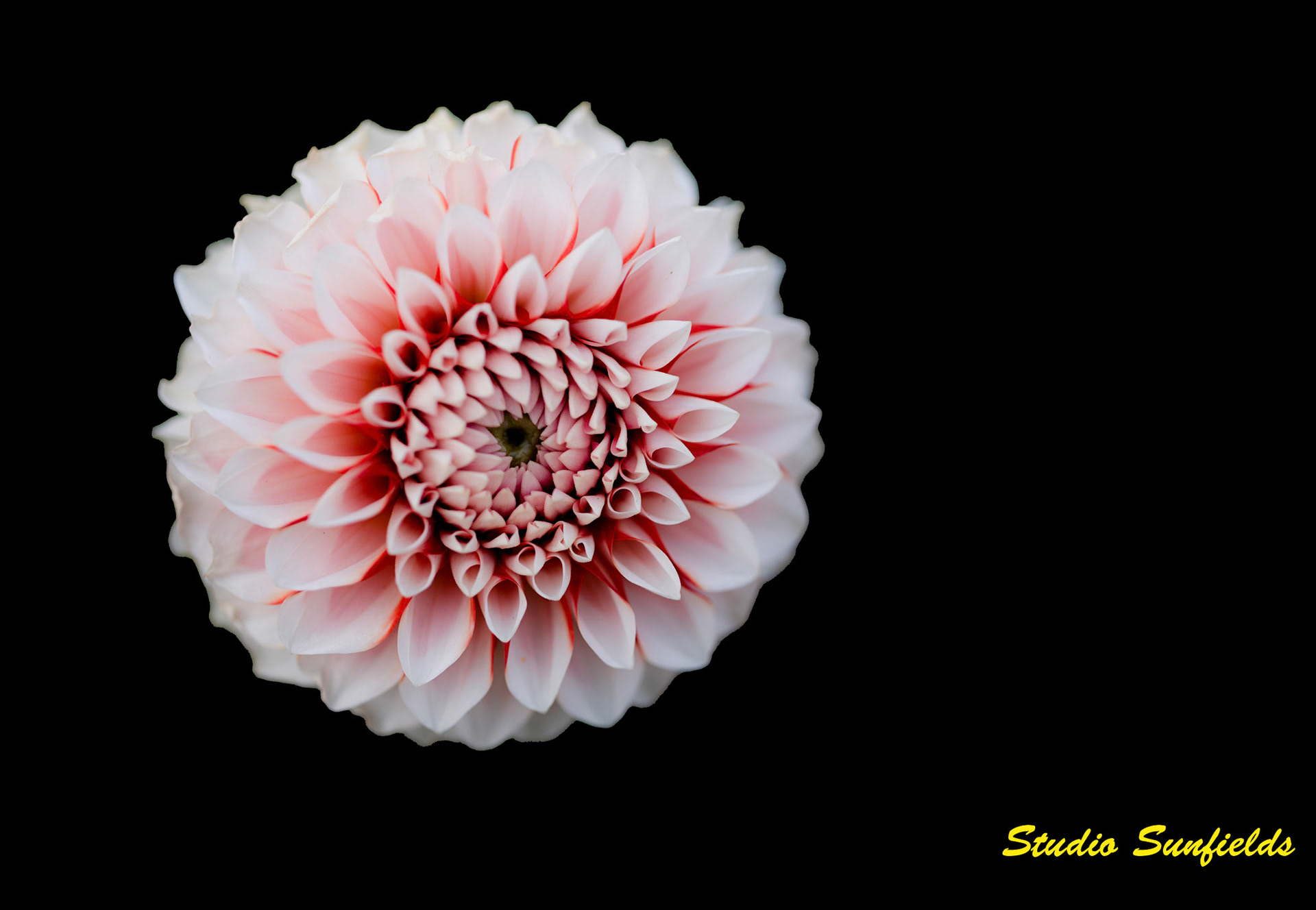 Dahlia '124 Ruro 143'