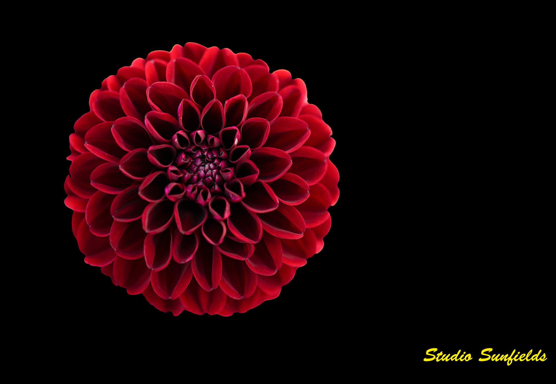 Dahlia "Dark Spirit"