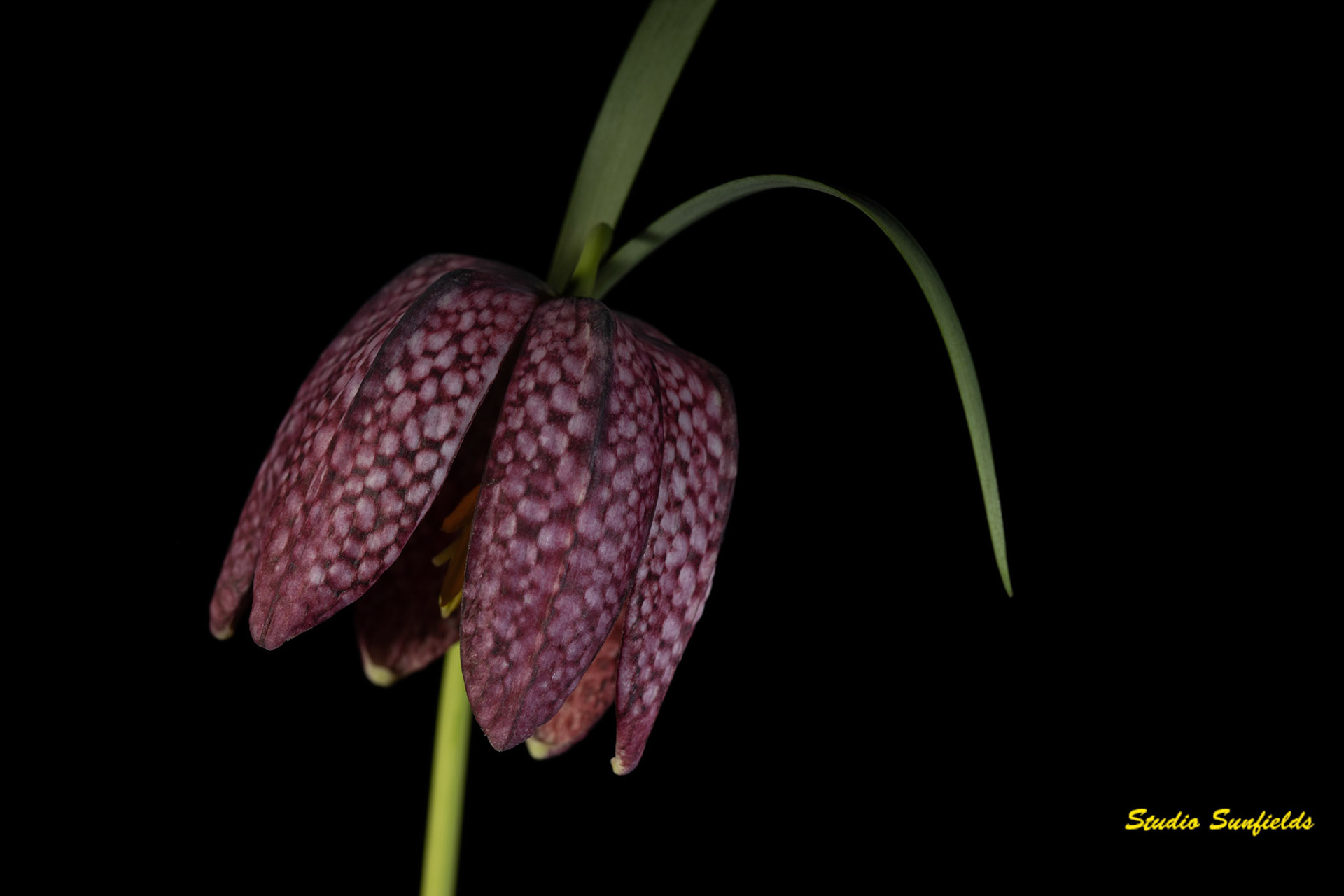 Fritillaria 'Meleagris