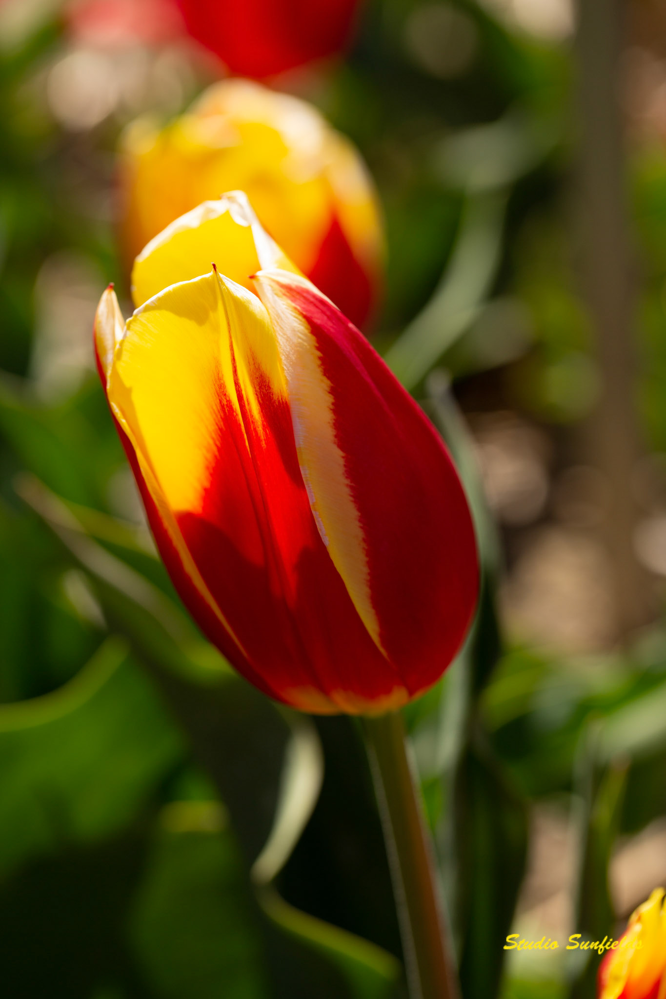 Tulipa "Keizerskroon"