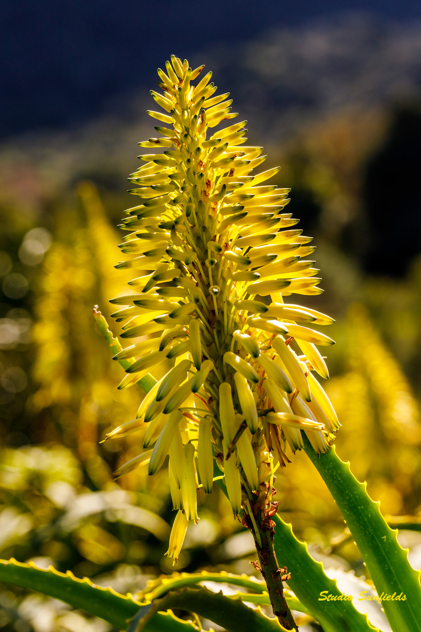 Aloiampelos commixta