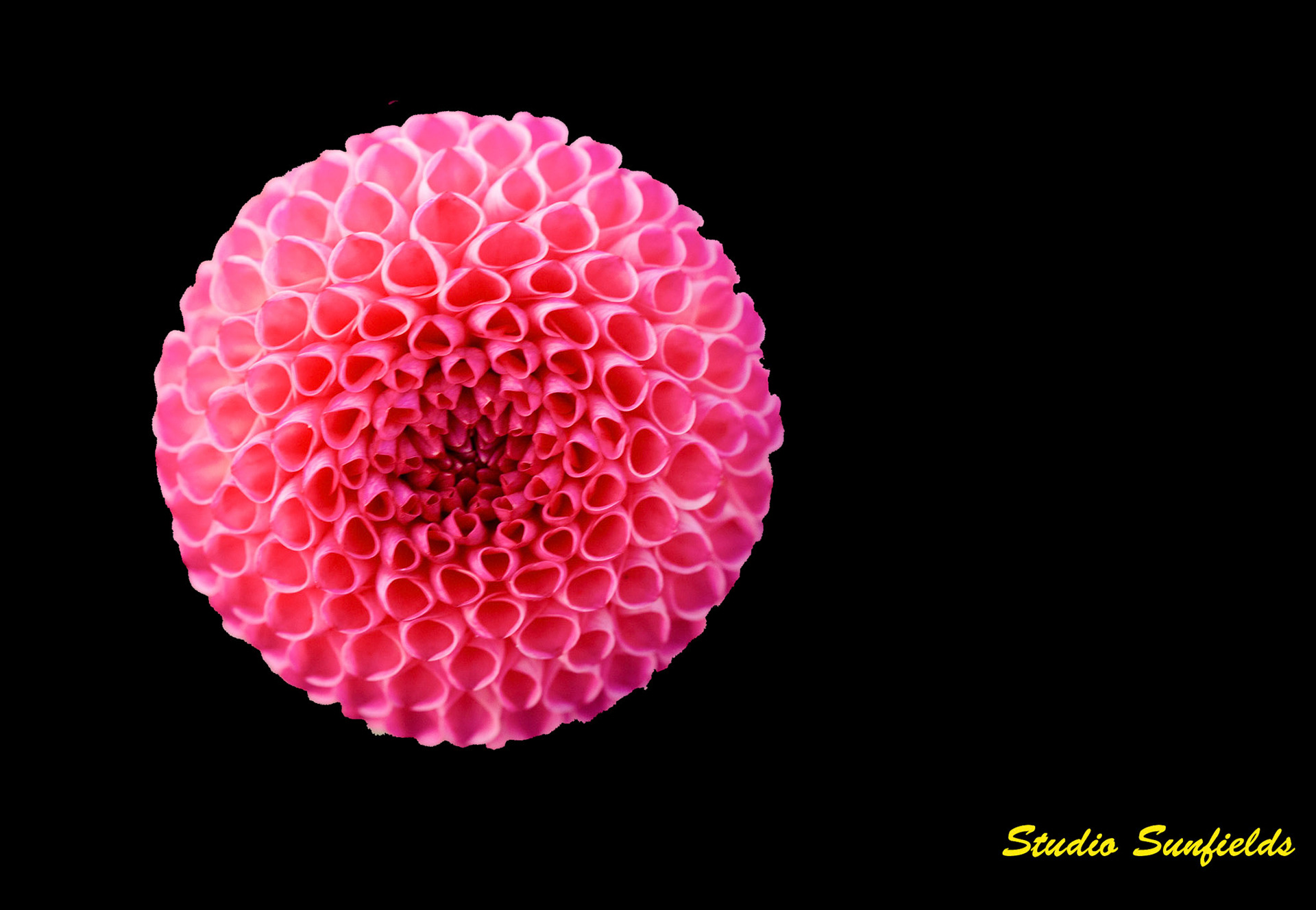 Dahilia 'Burlesca'