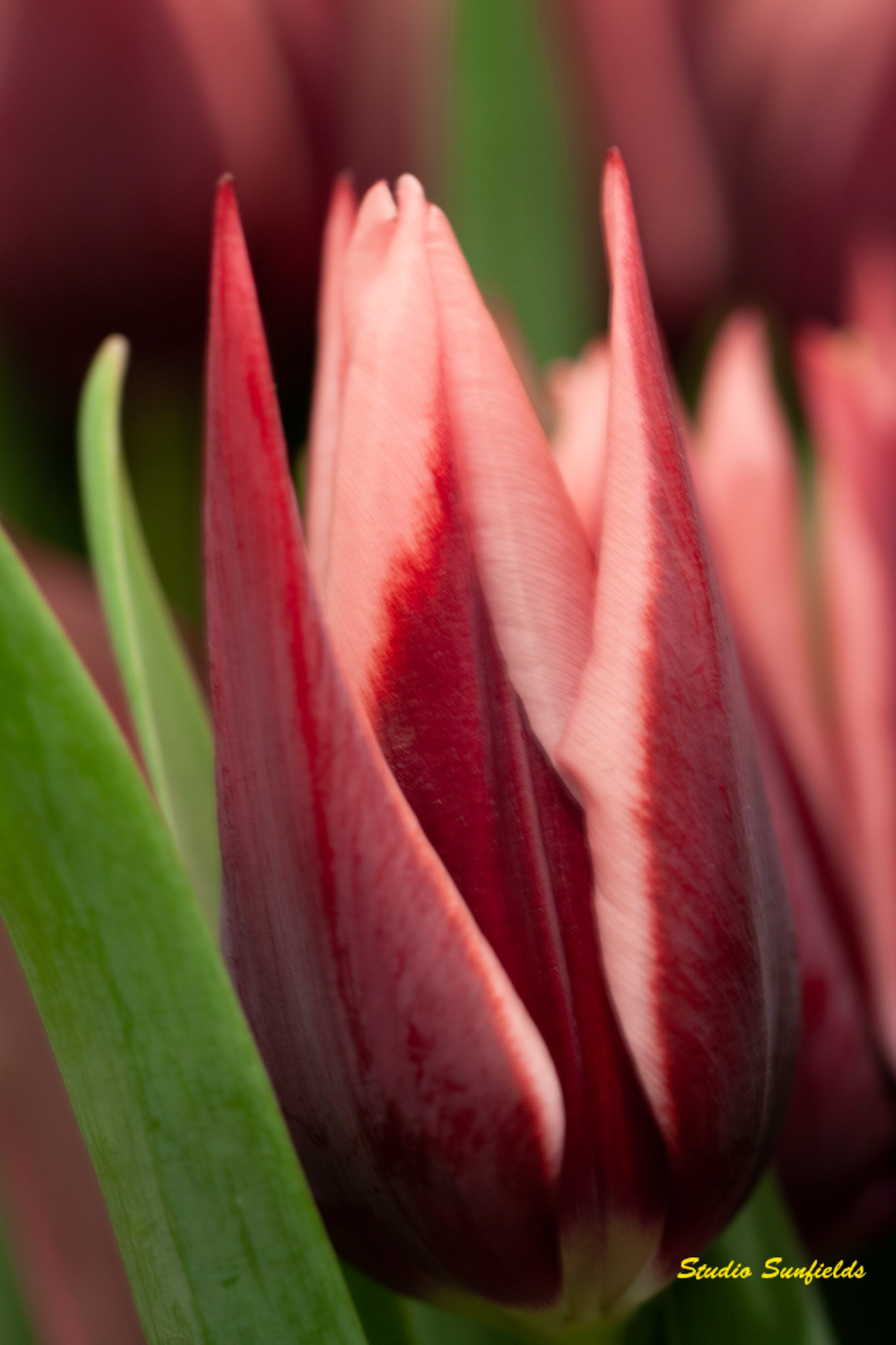 Tulipa "Raijka"