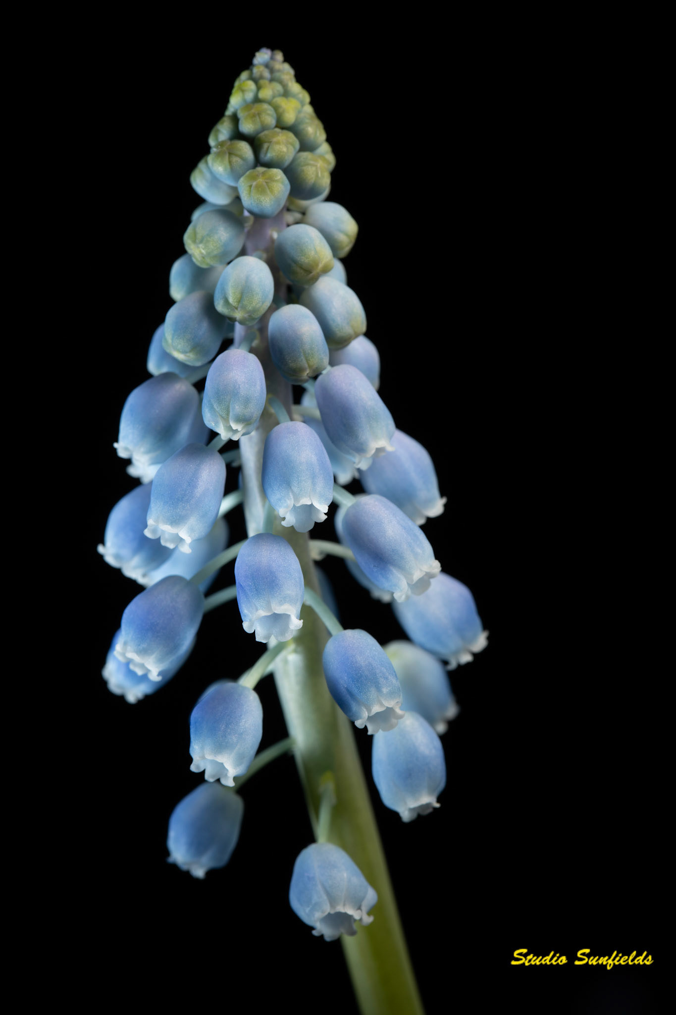Muscari armeniacum
