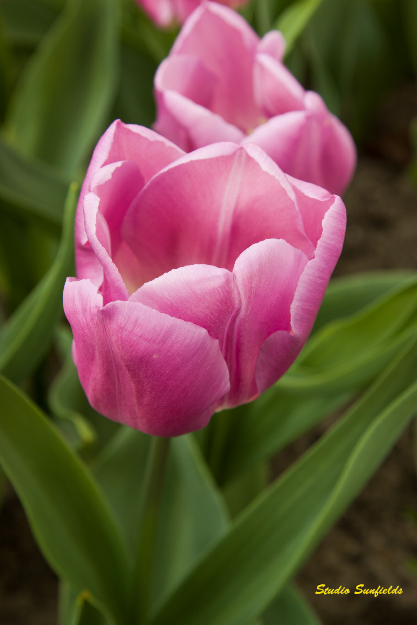 Tulipa 'Magic Lavender'