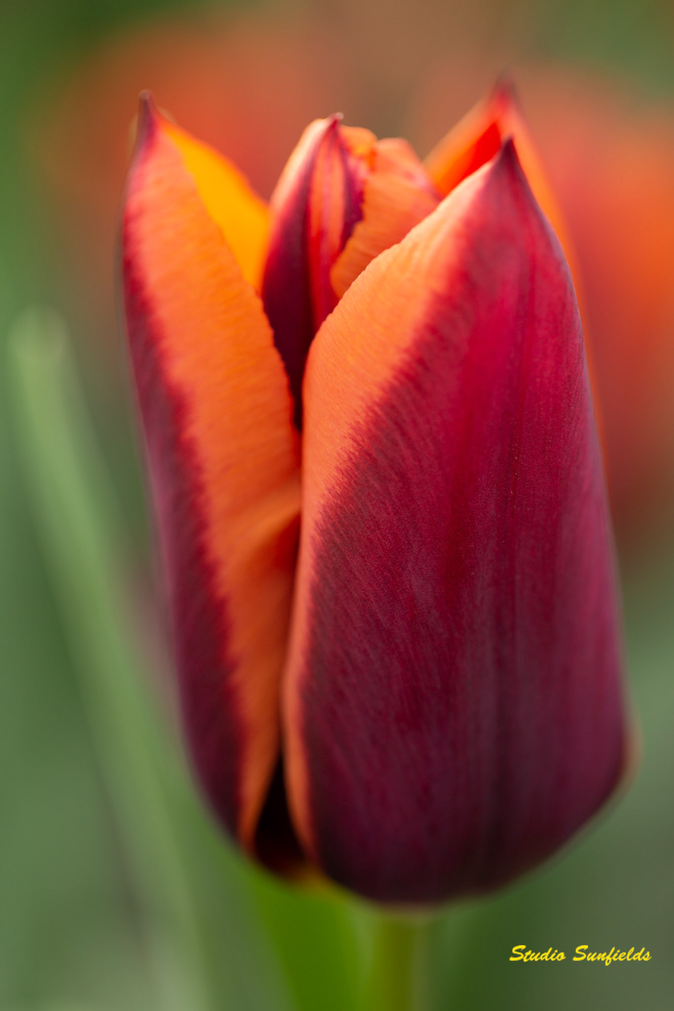 Tulipa "Slawa"