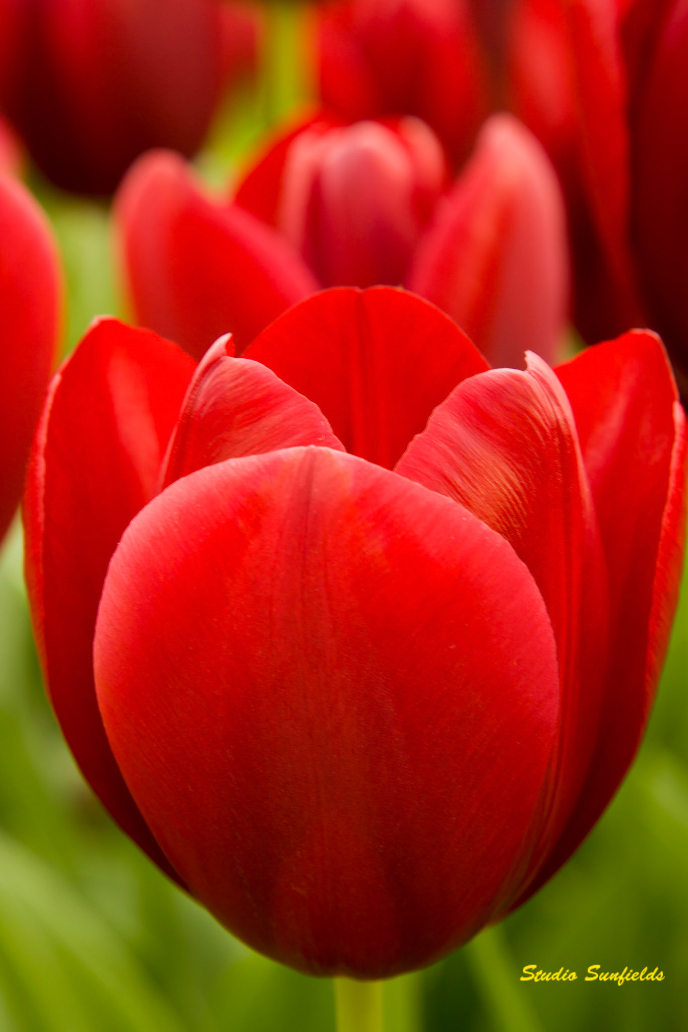 Tulipa 'National Velvet'
