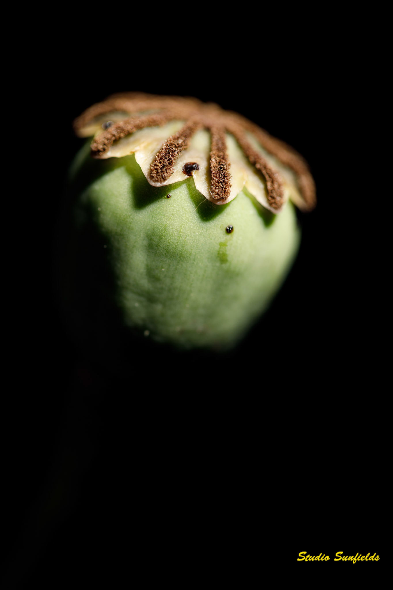 Papaver soniferum