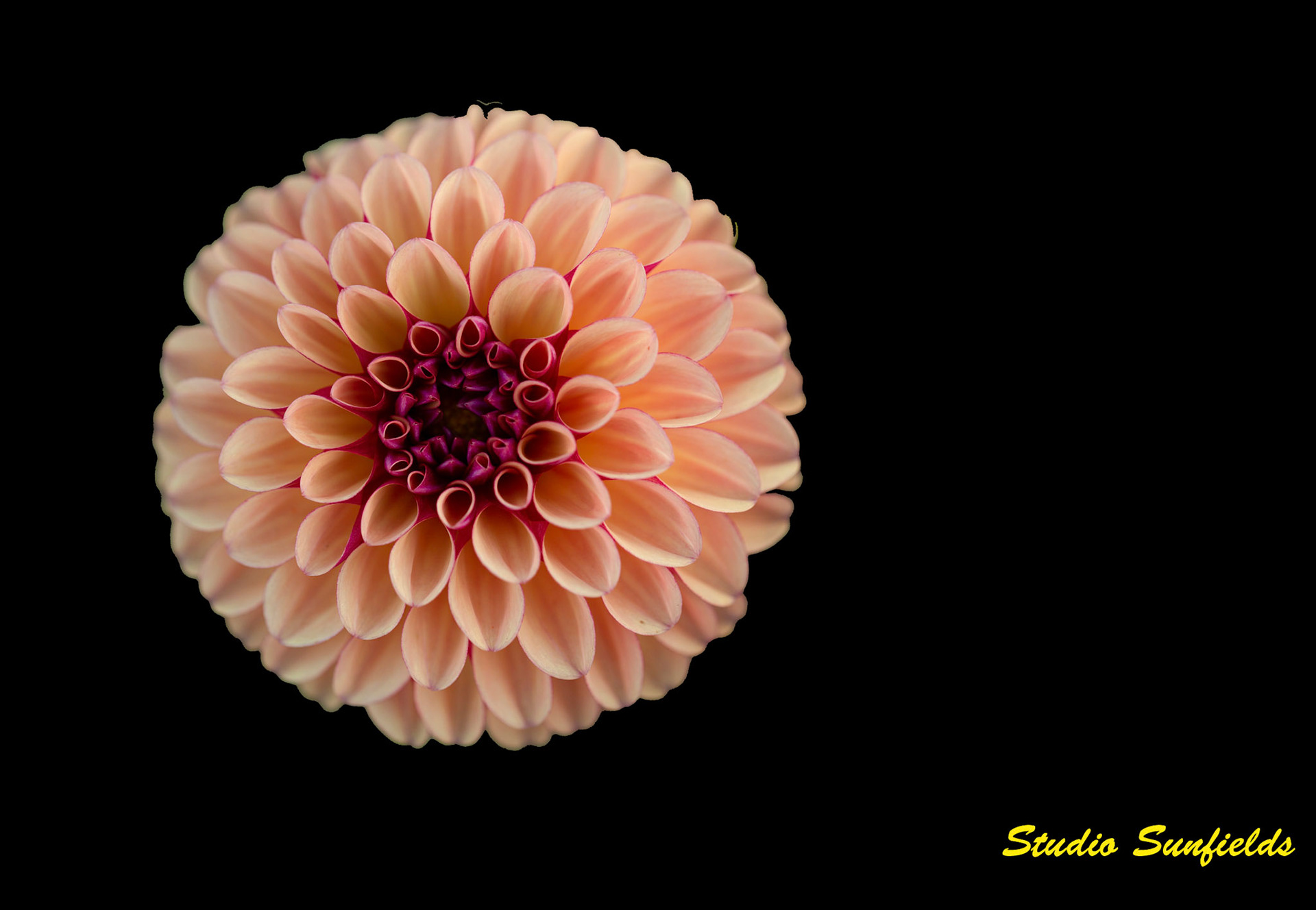 Dahlia "Palmares"