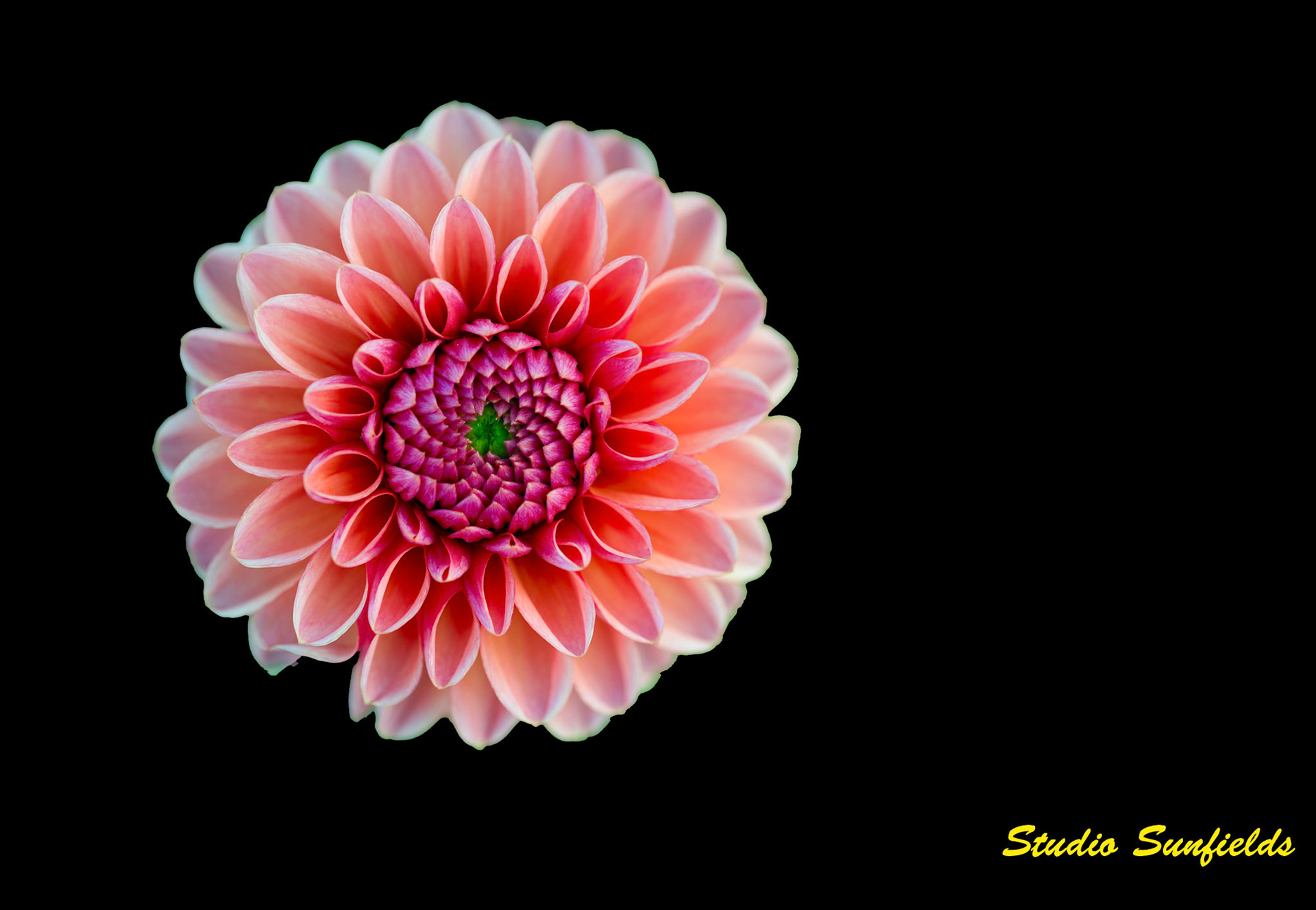 Dahilia 'Daidy Duck'