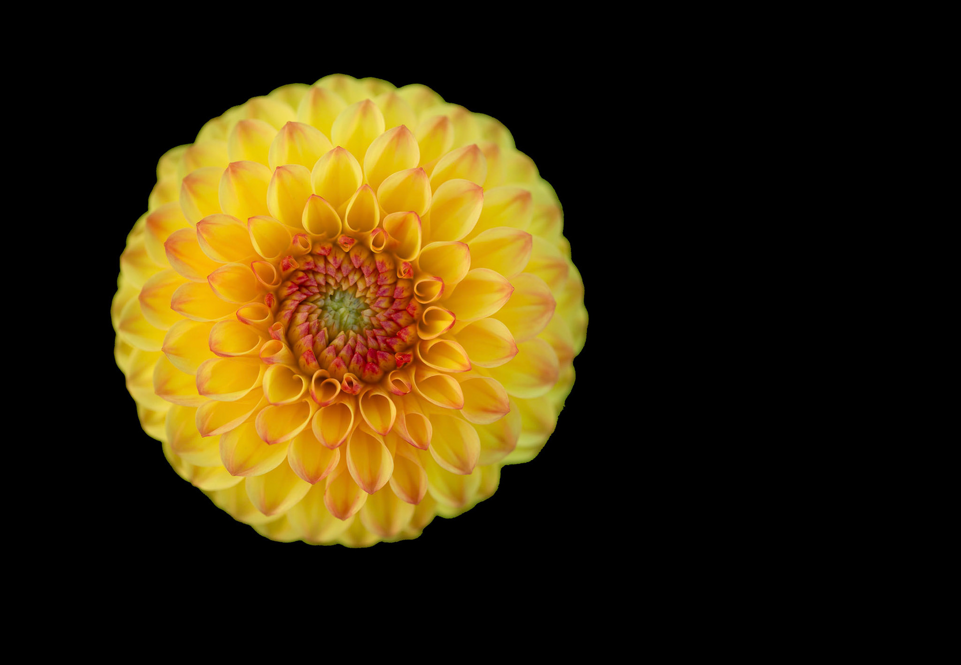 Dahlia "Sunny Boy"