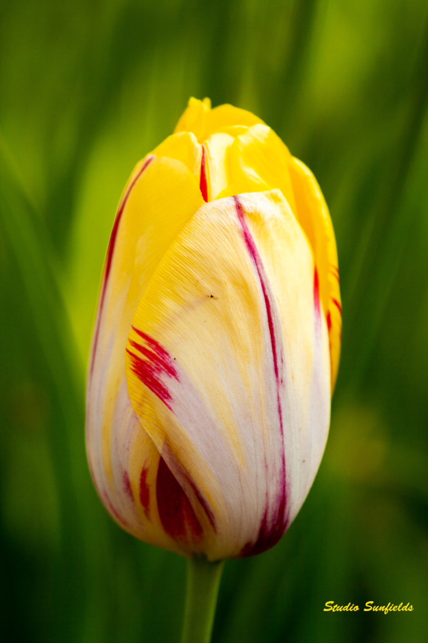 Tulipa