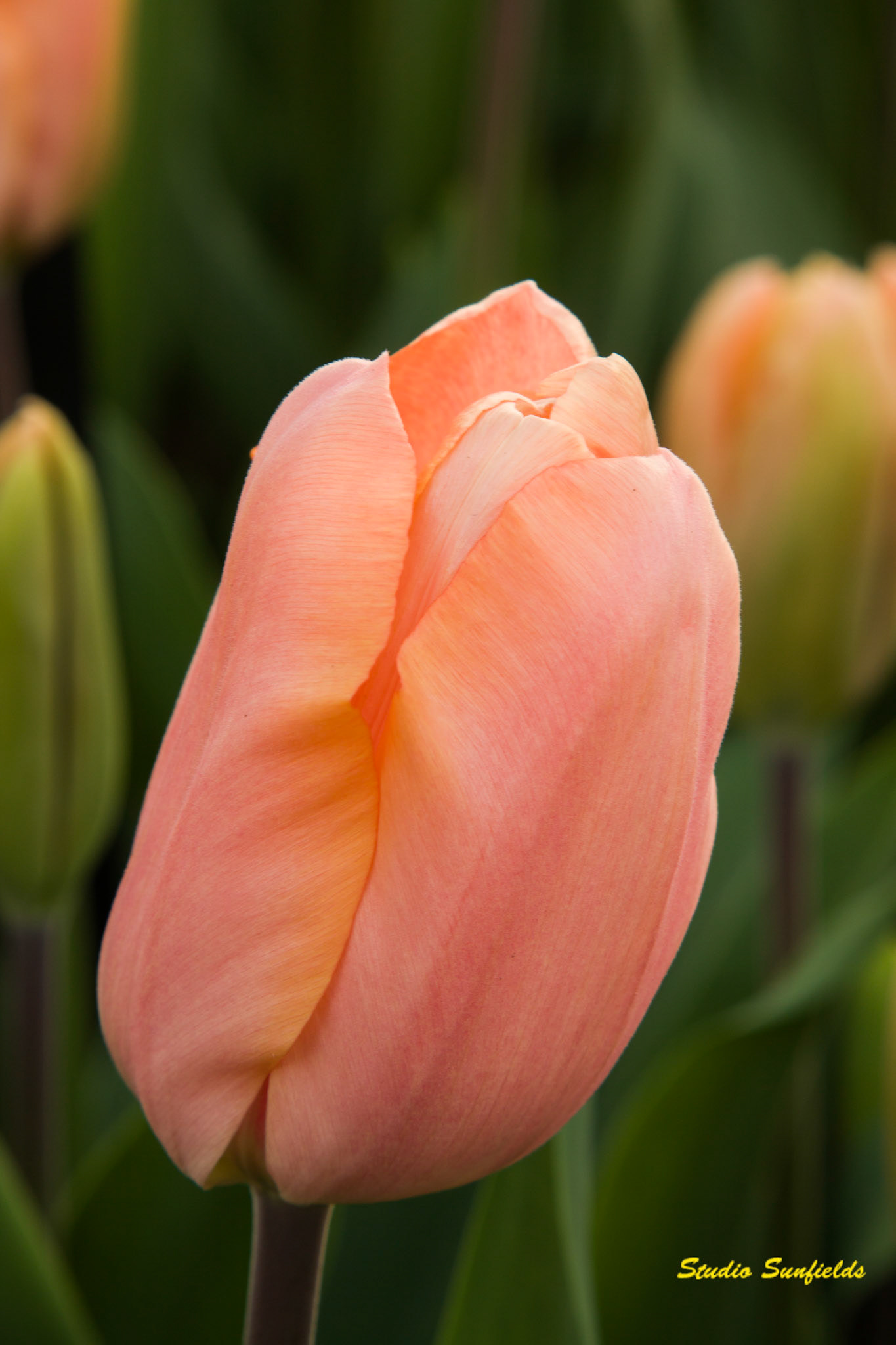 Tulipa 'Apricot Perfection'
