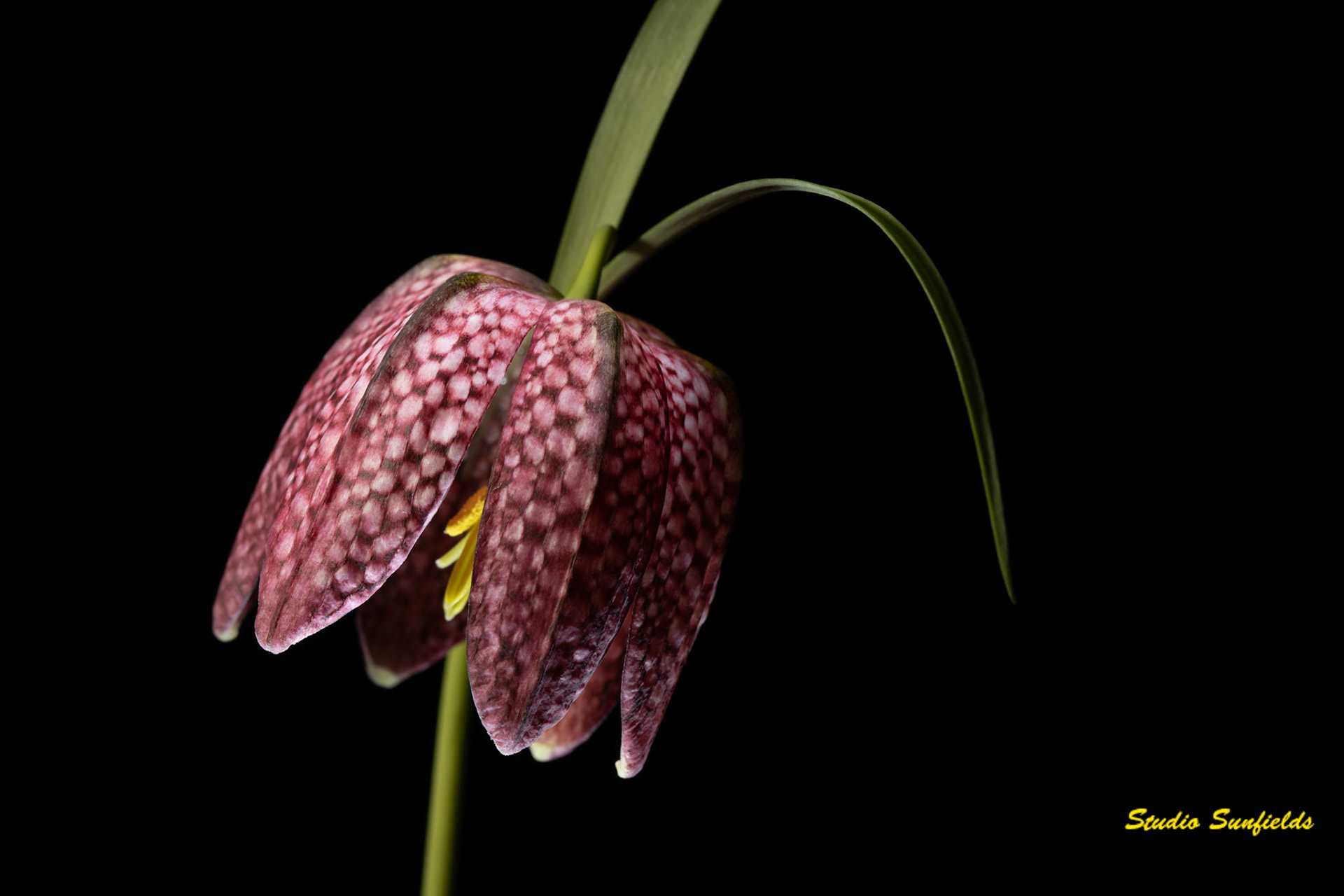 Fritillaria 'Meleagris