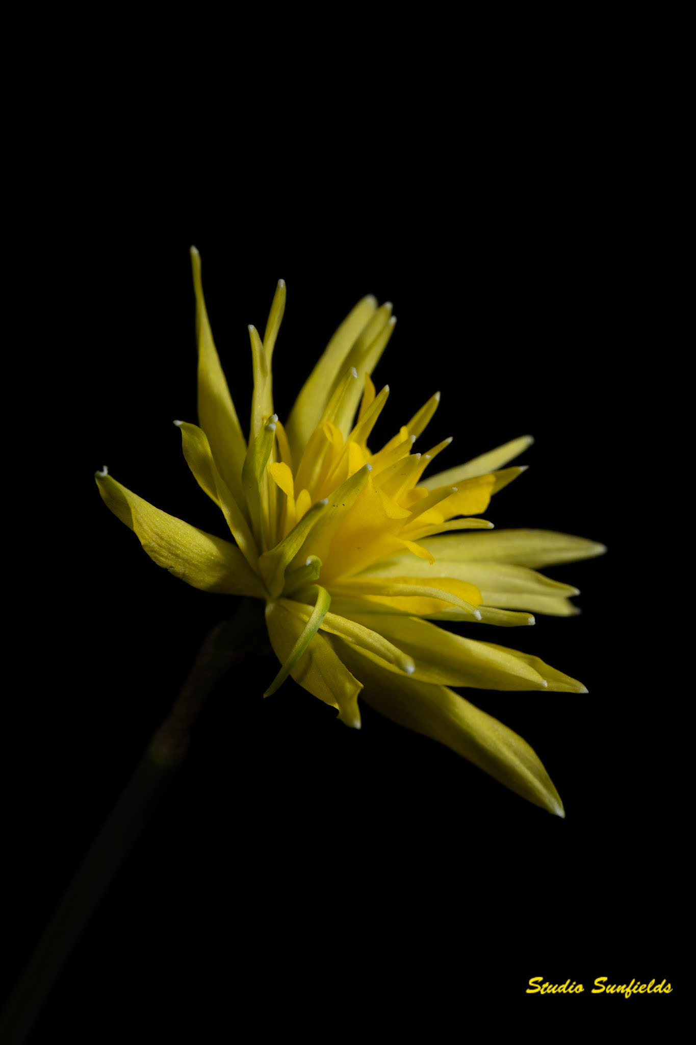 Narcissus "Rip van Winkel"
