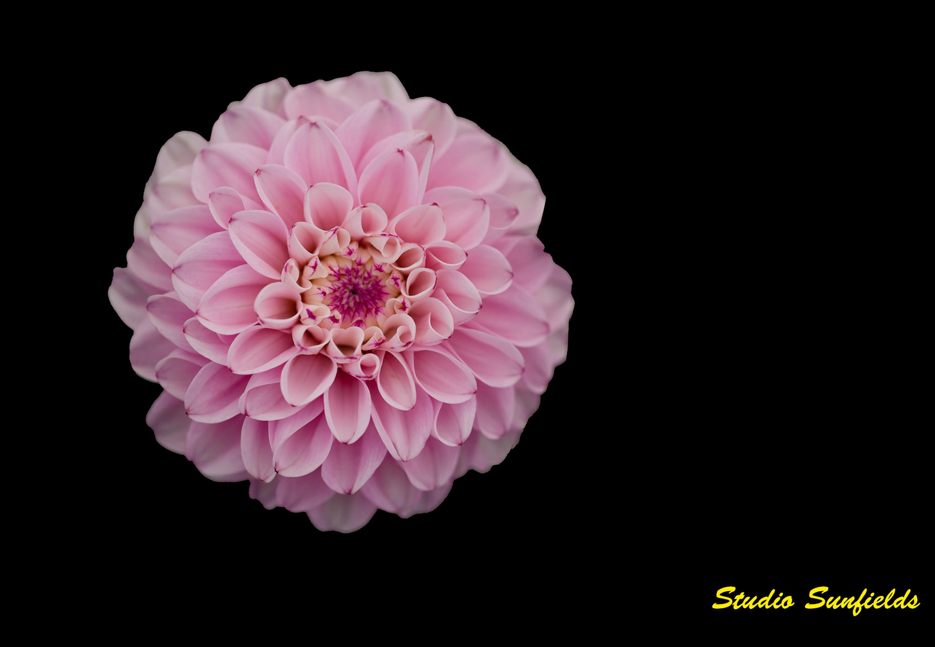 Dahlia 'Senior's Joy'