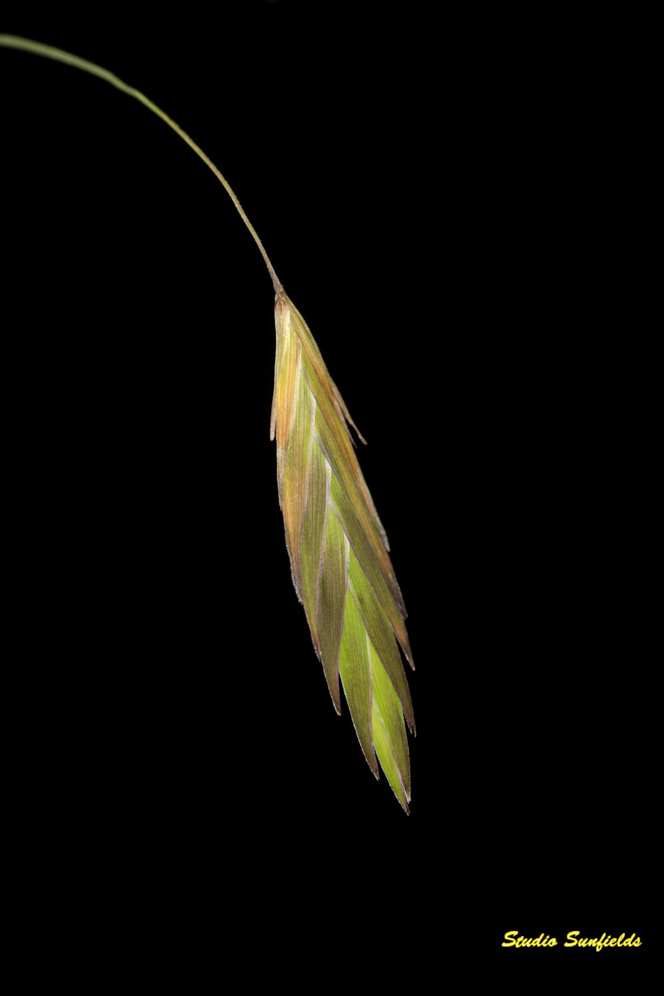 Grass