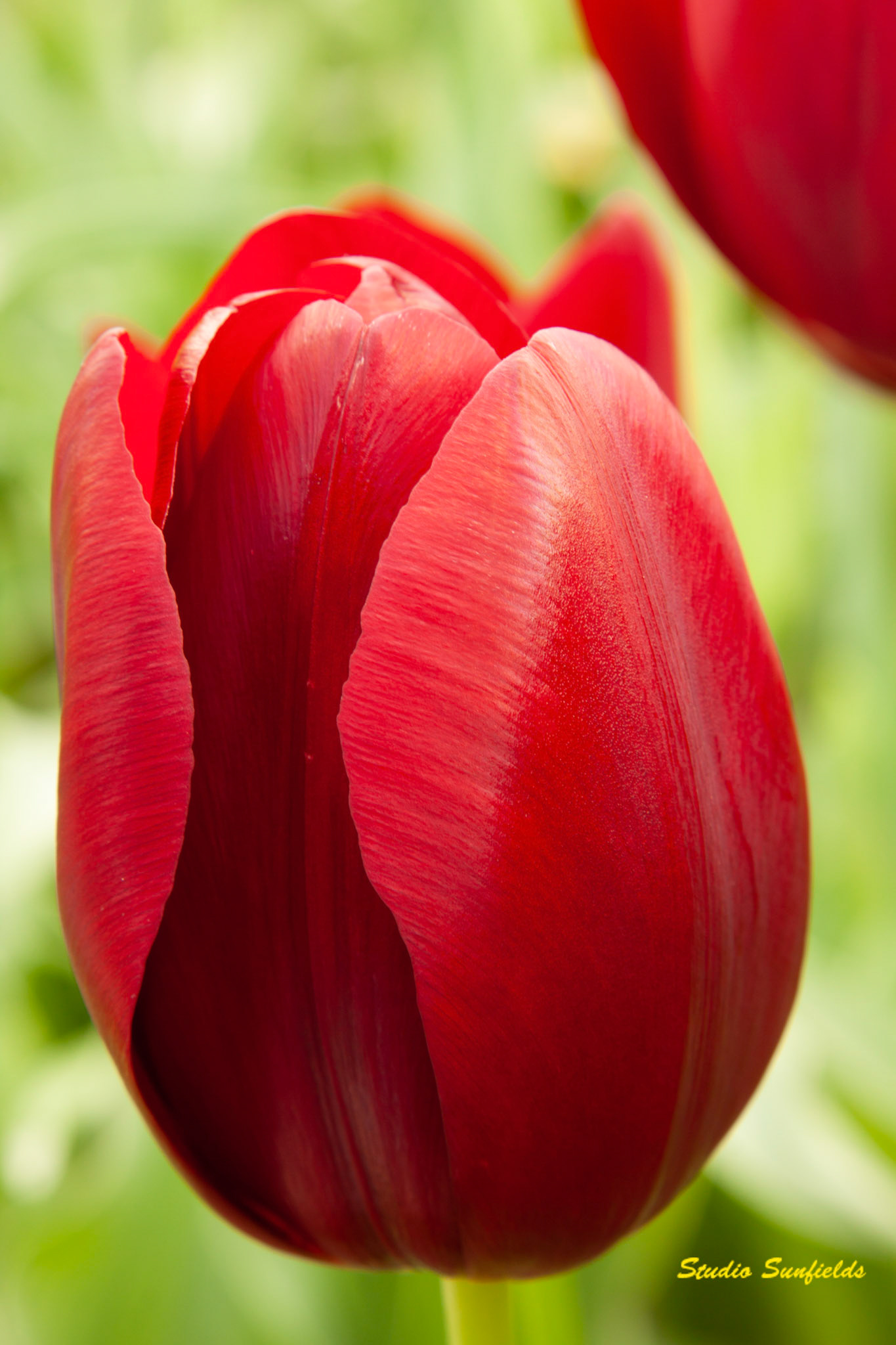 Tulipa 'National Velvet'