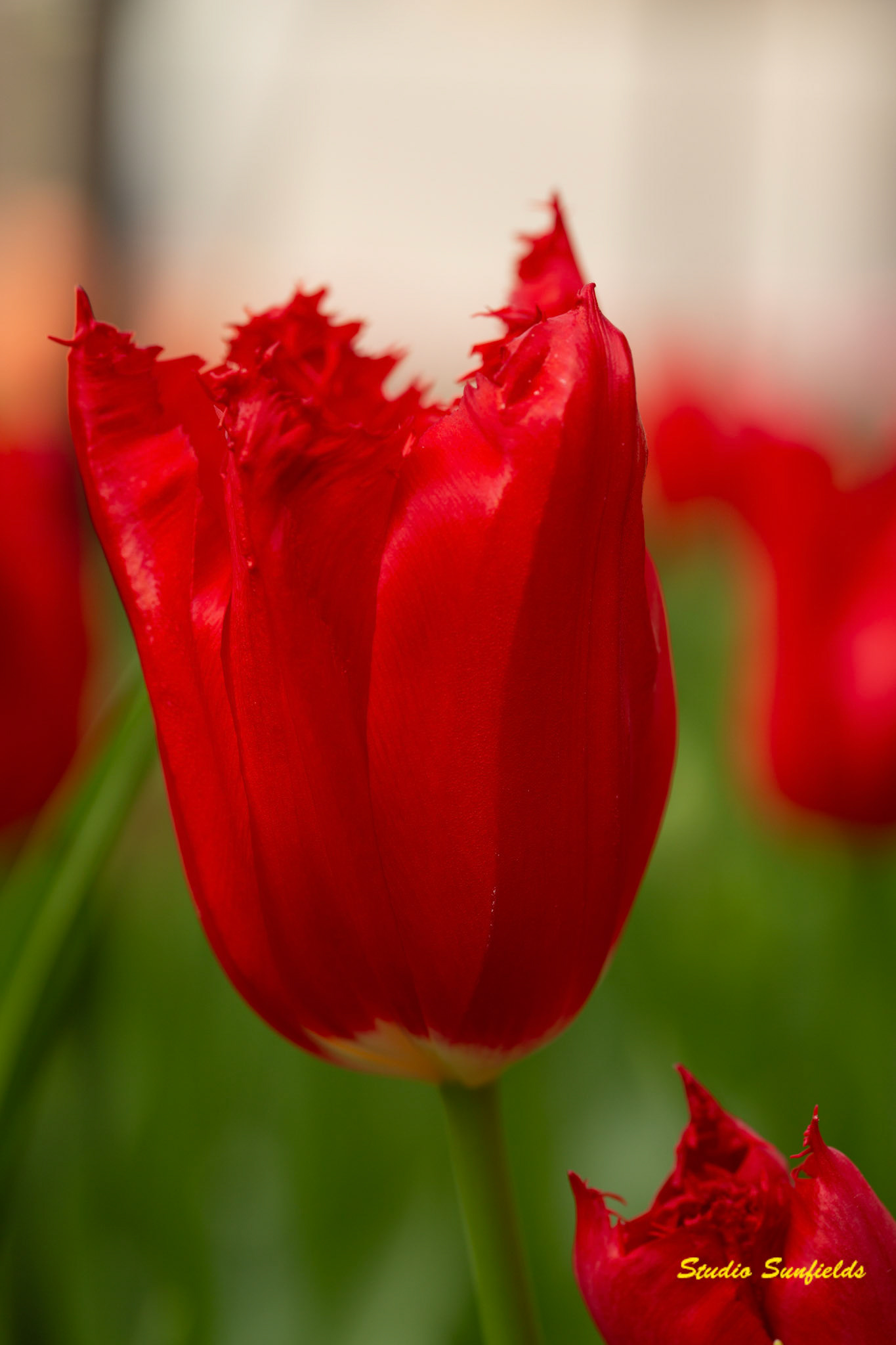 Tulipa "Calibra"