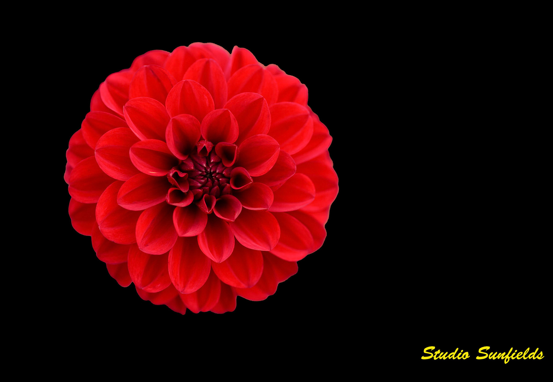Dahlia 'Senior's Love'