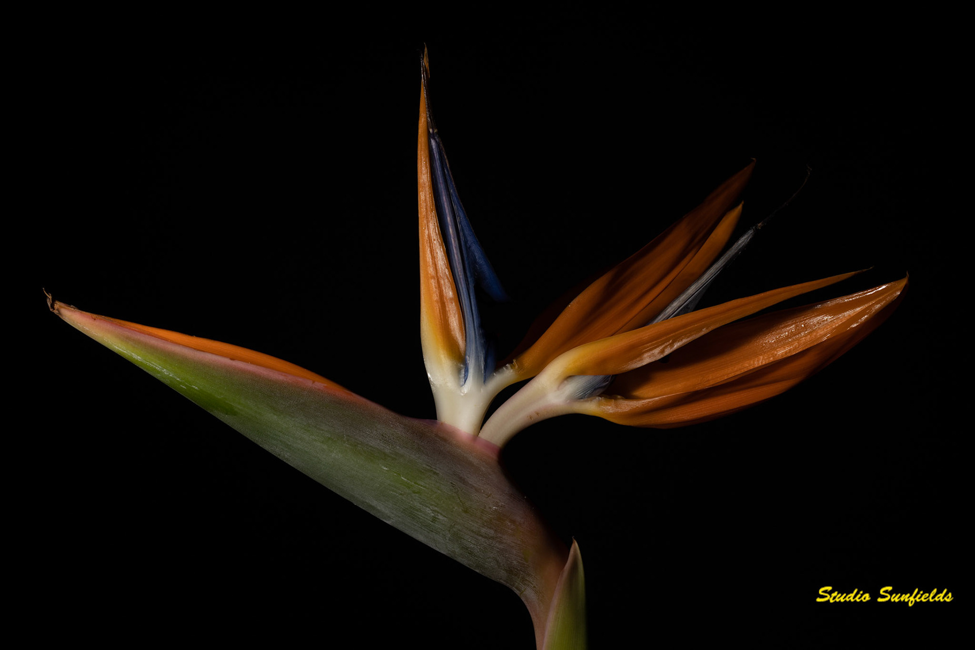 Strelitzia reginae
