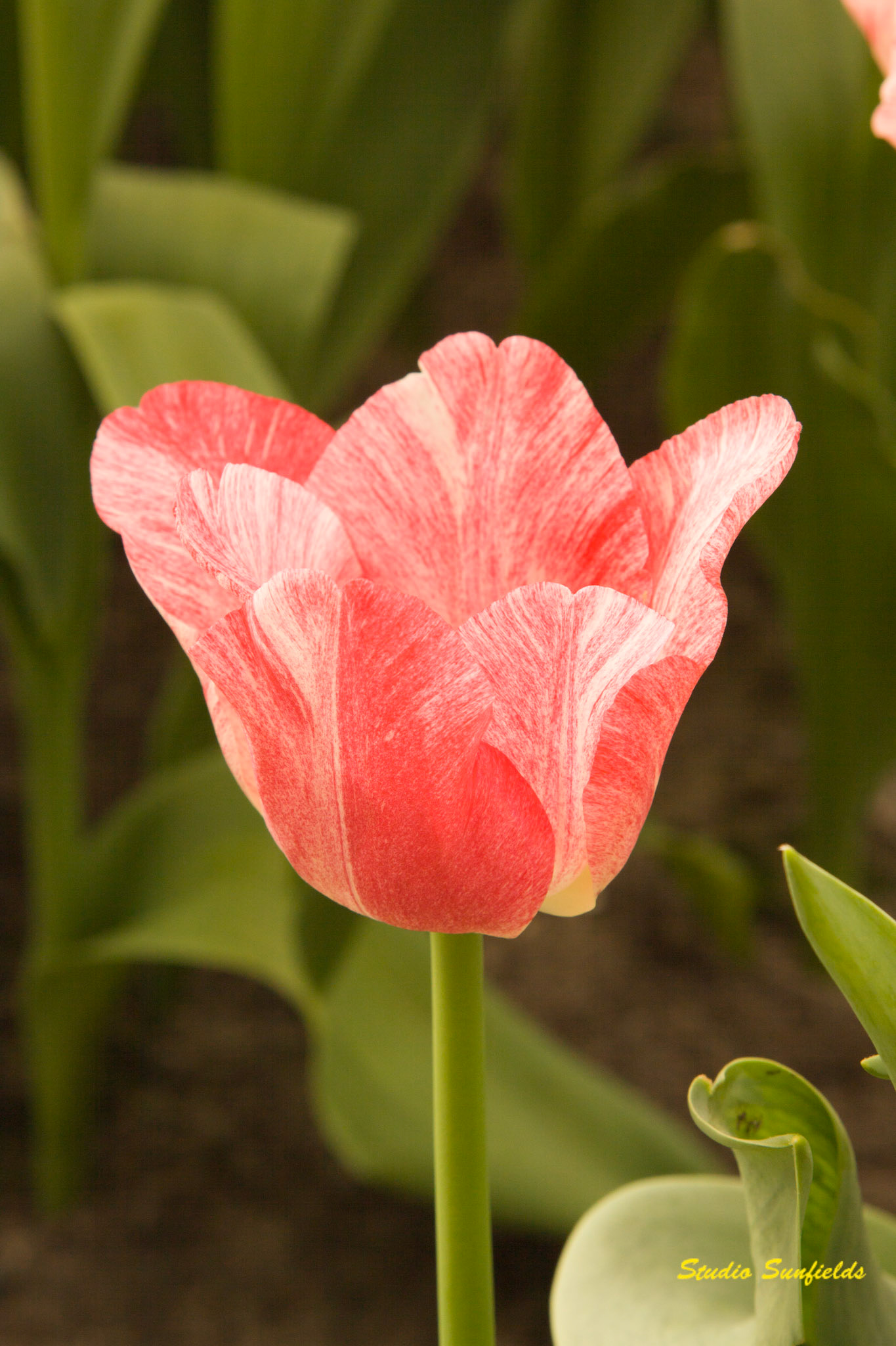 Tulipa 'Hemisphere'