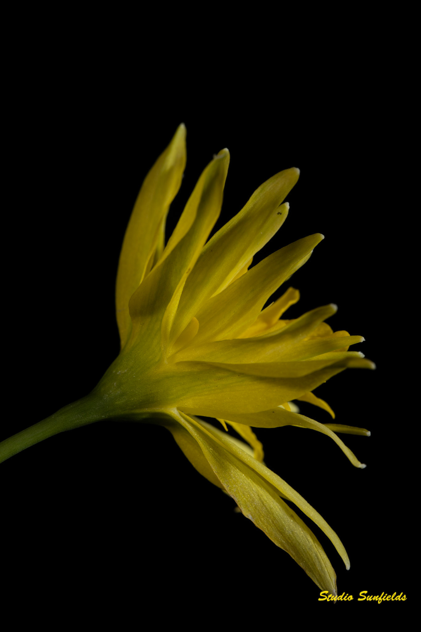 Narcissus "Rip van Winkel"