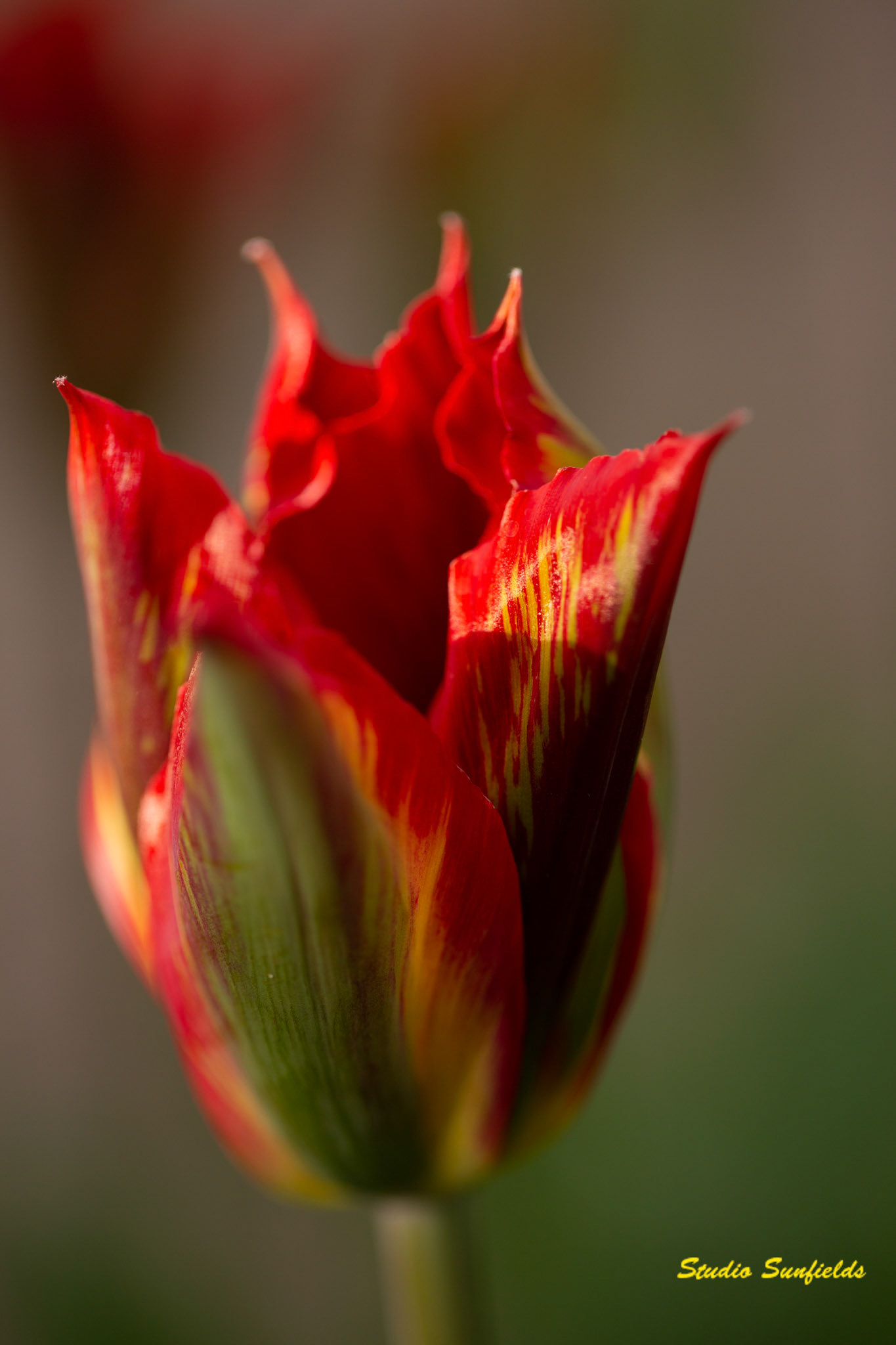 Tulipa 'Red Springgreen'
