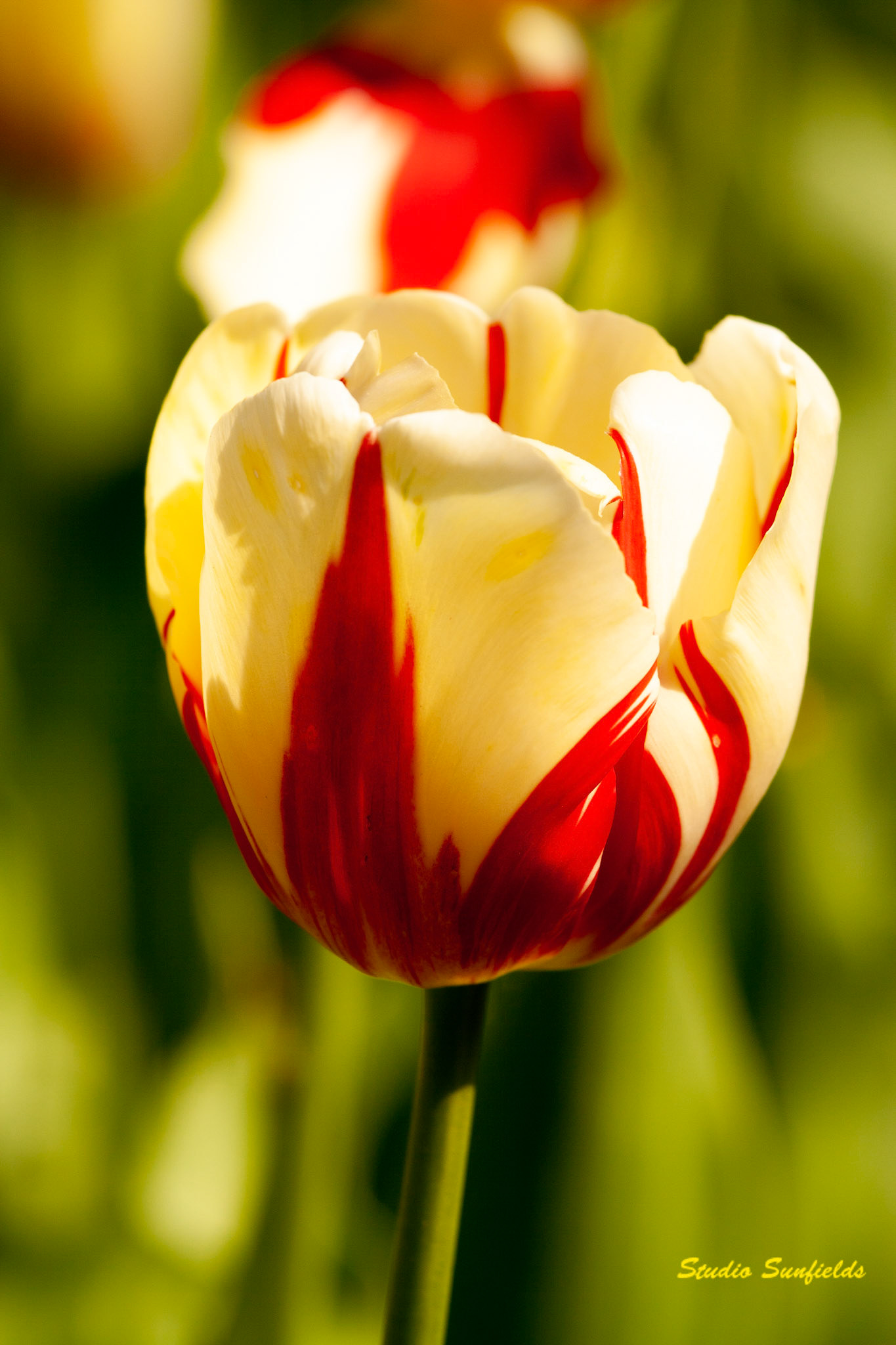 Tulipa