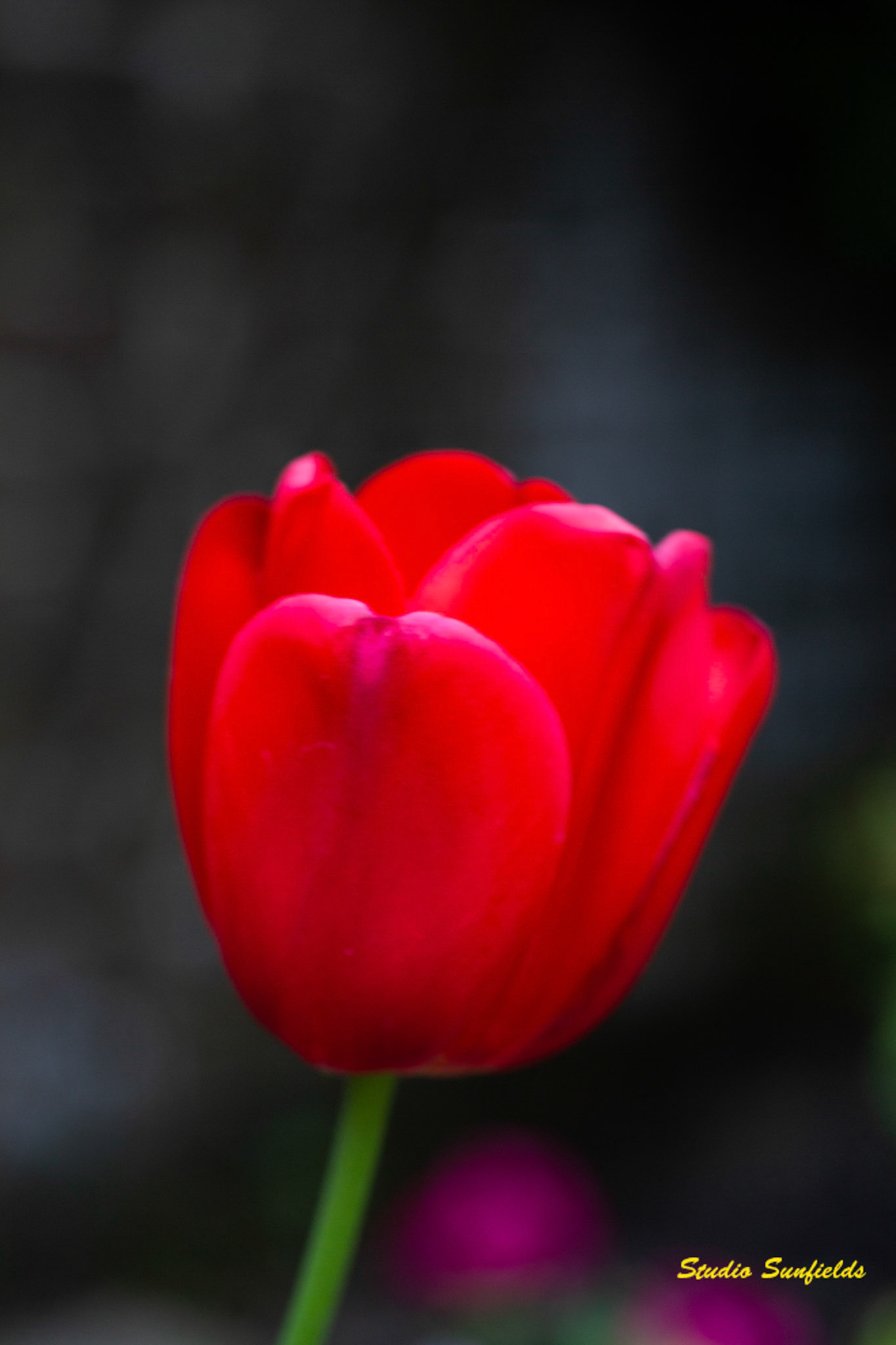 Tulipa "Apeldoorn"