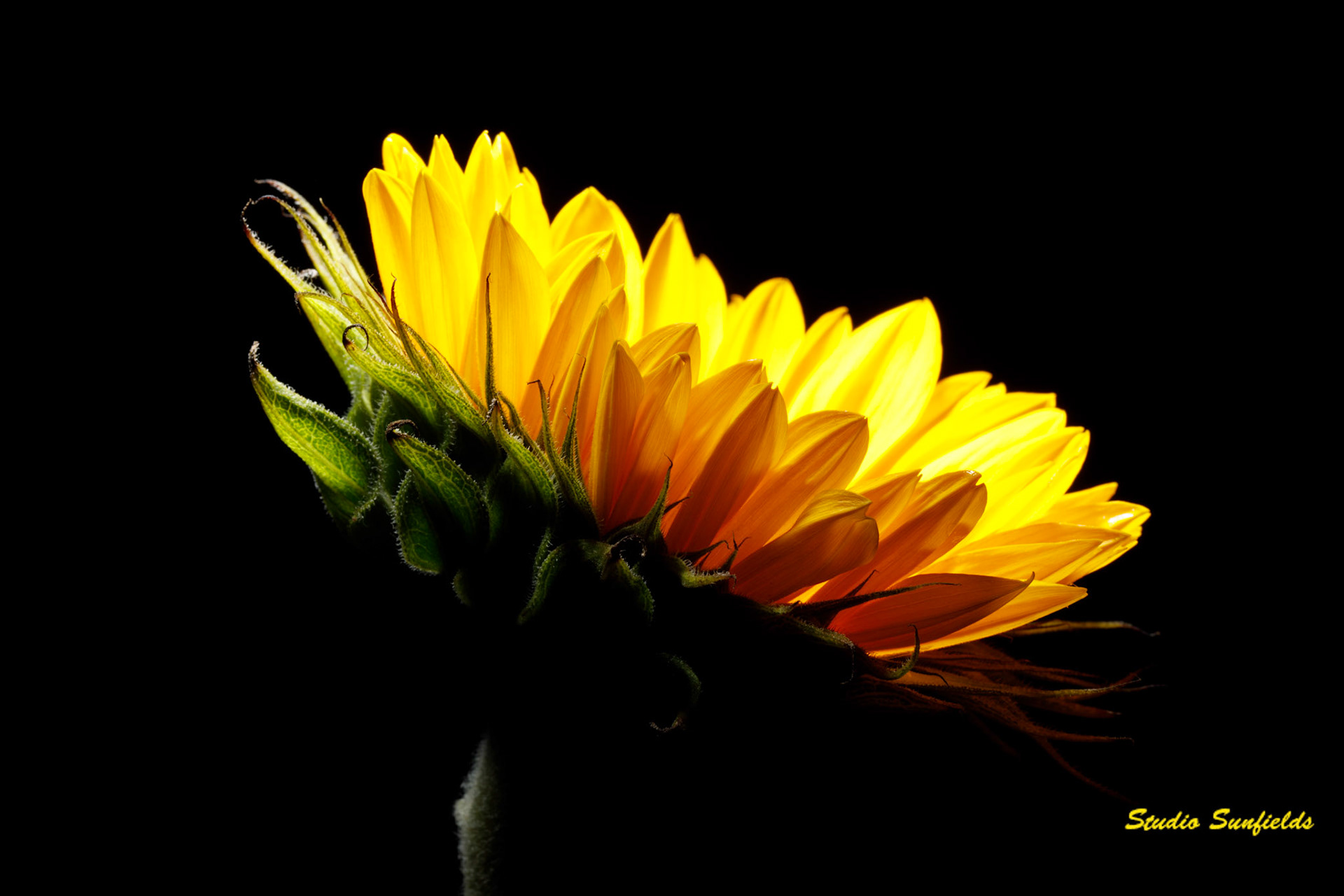 Helianthus annuus