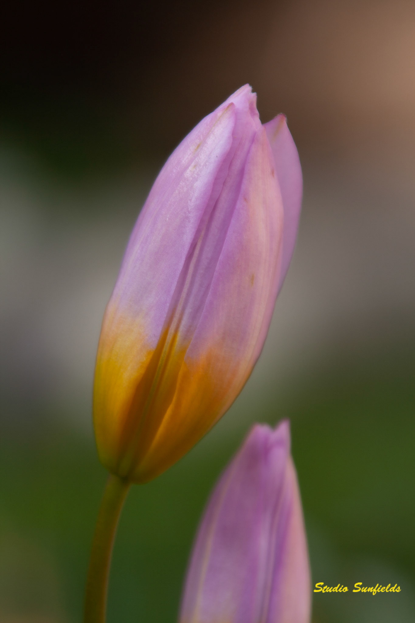 Tulipa bakeri "Lilac Wonder"