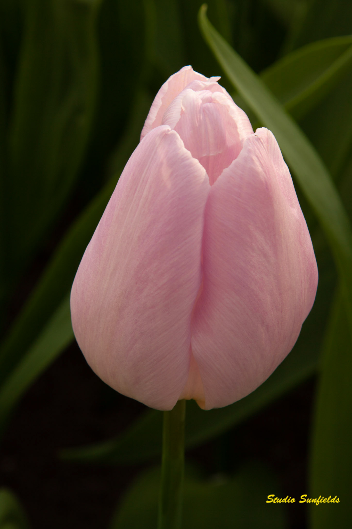 Tulipa 'Candy Prince'