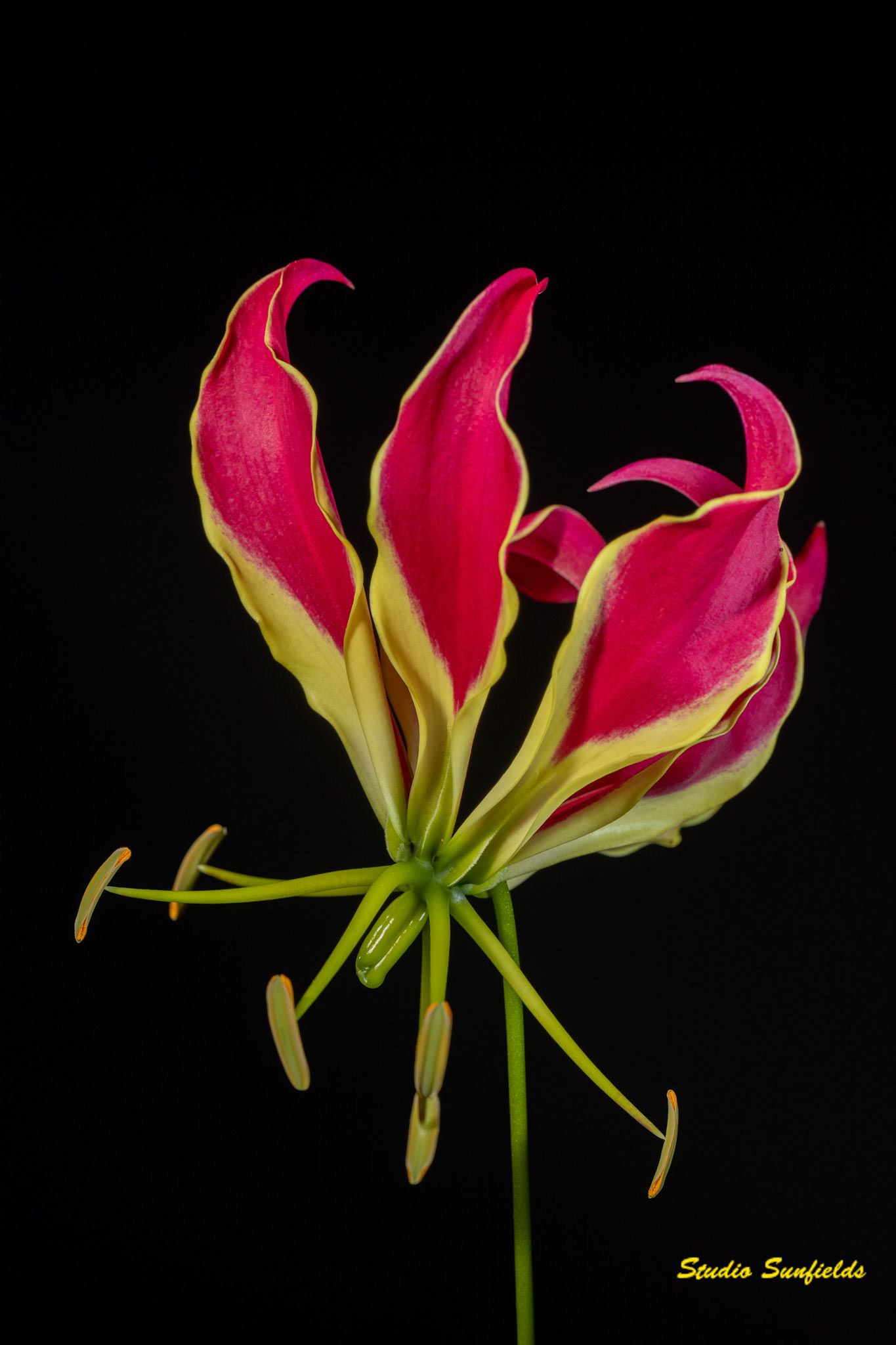 Gloriosa rothschildiana