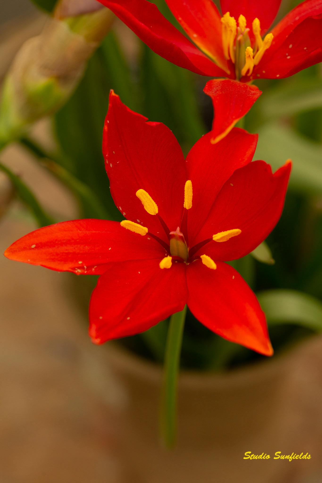 Tulipa sprengeri