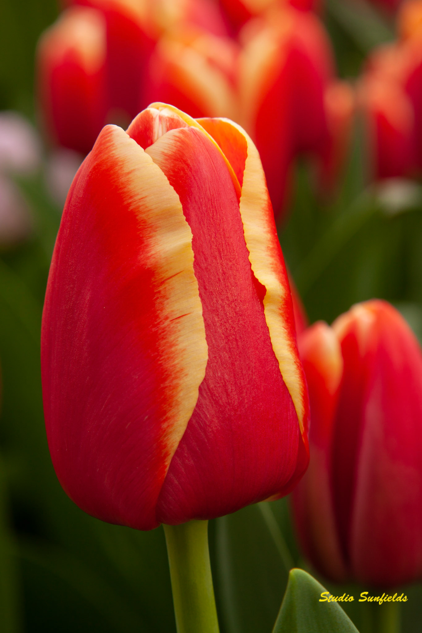 Tulipa 'Talent'