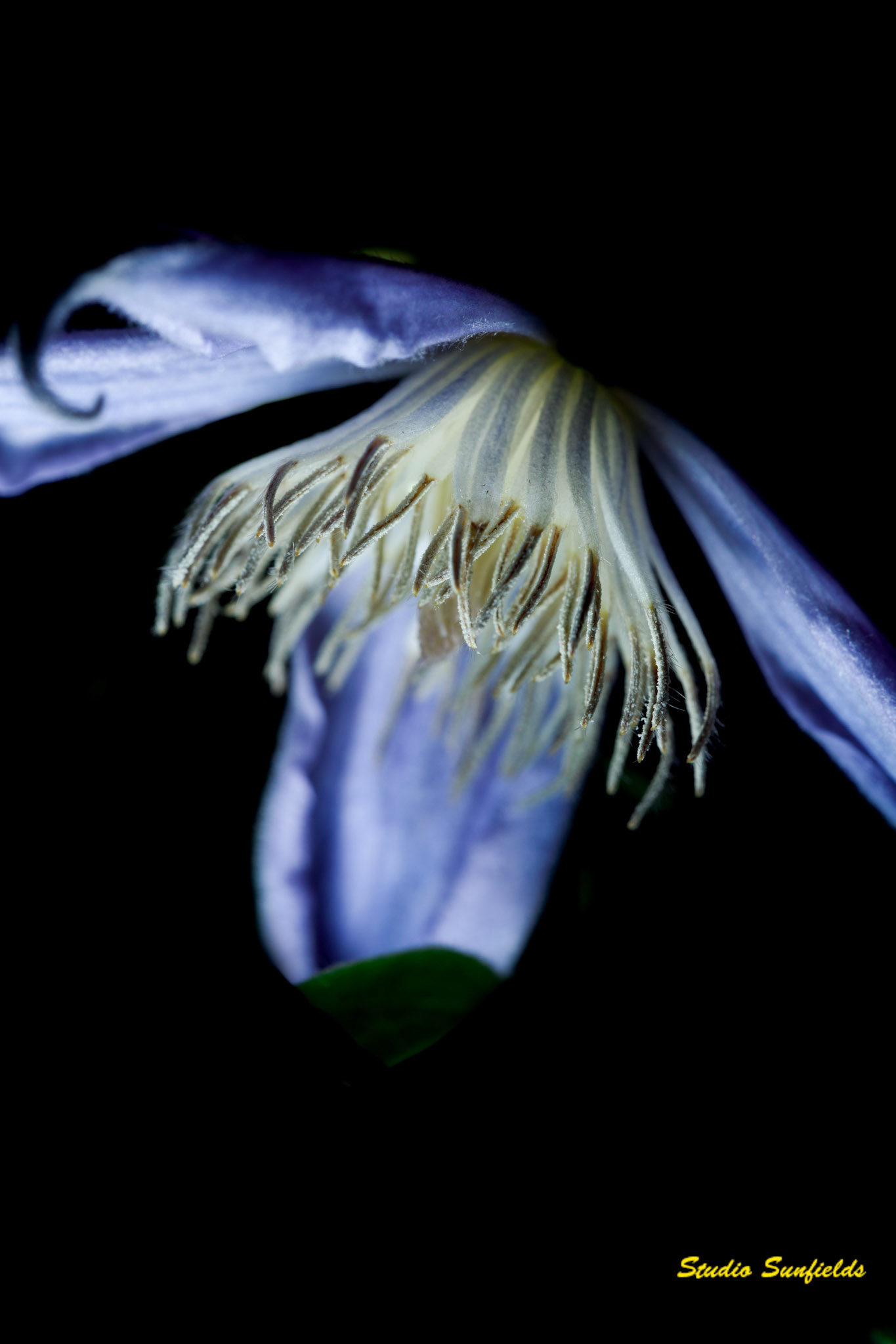 Clematis