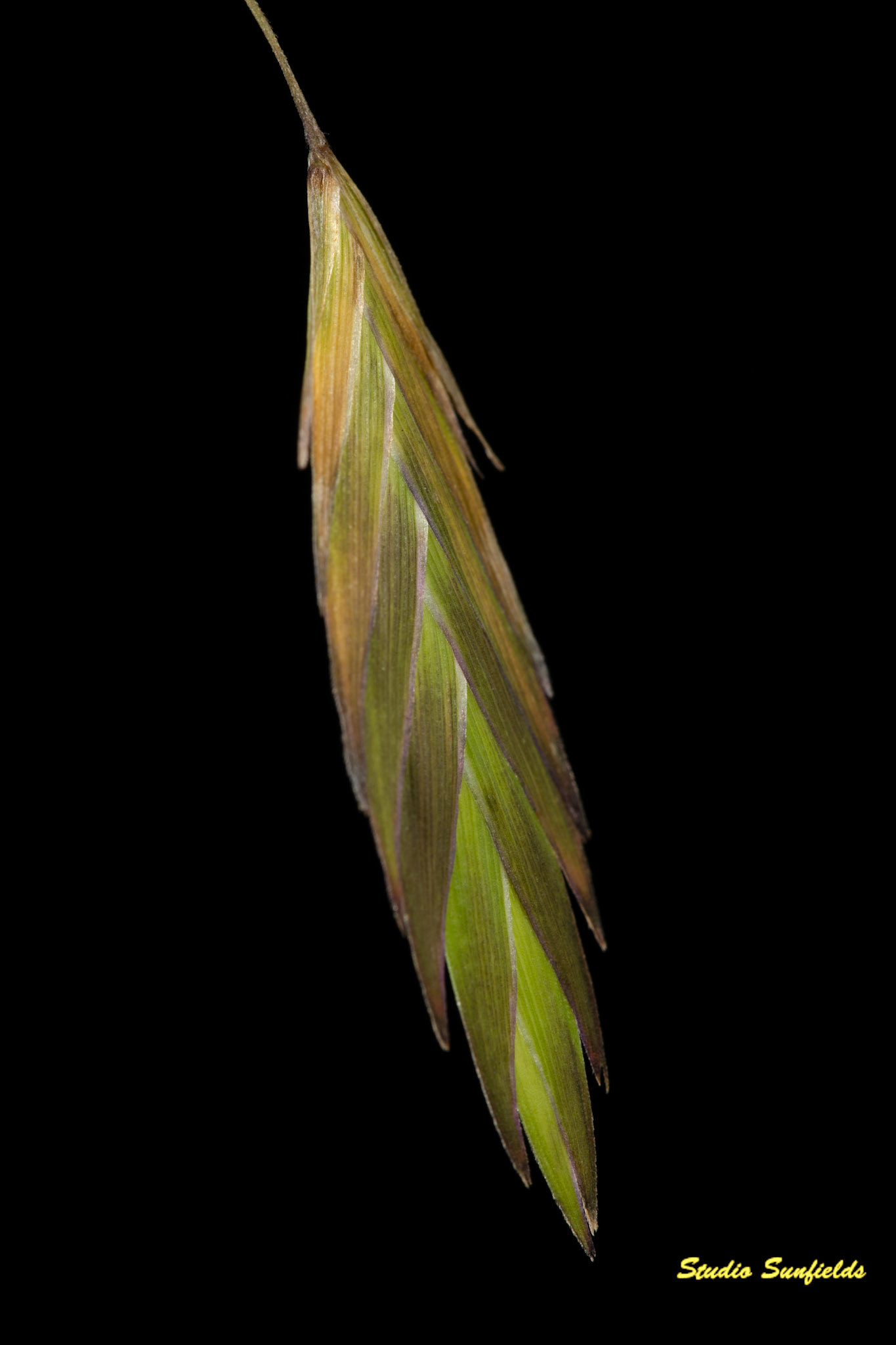 Grass