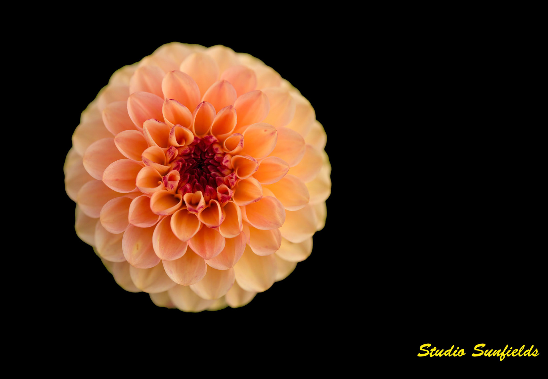 Dahilia 'Yellow Jill'