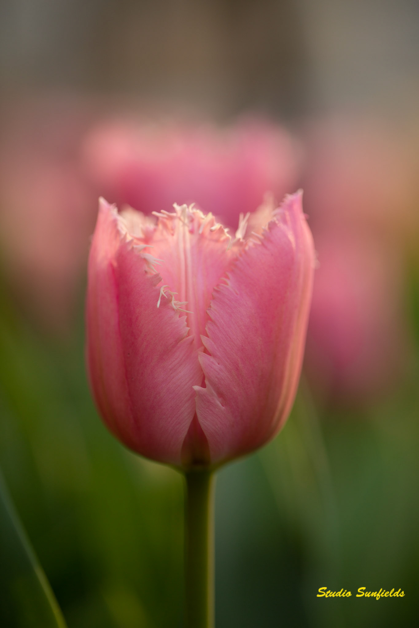 Tulipa "Fringed Family"