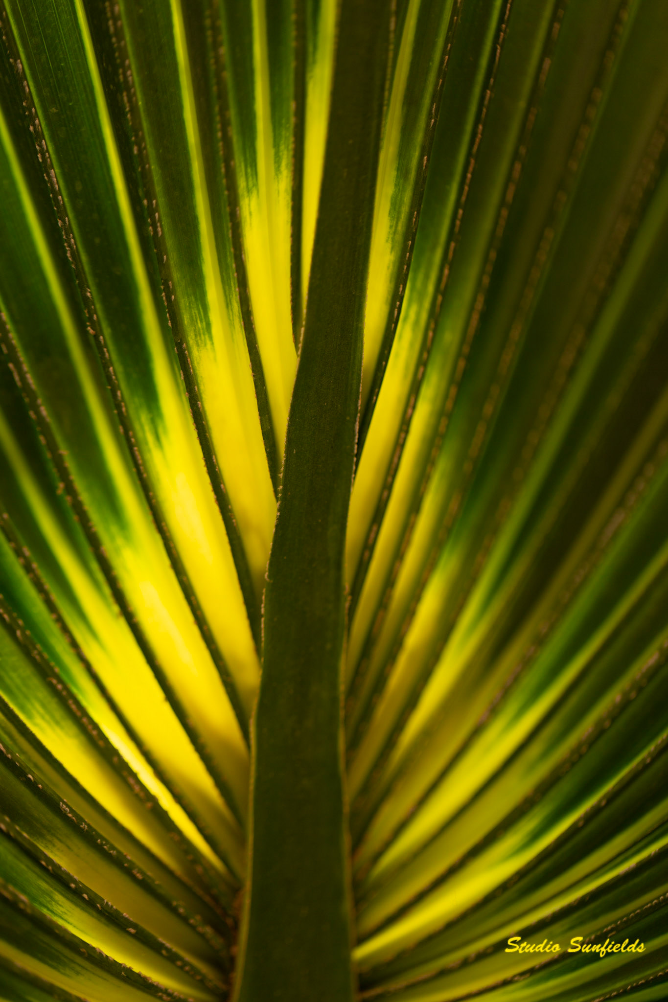 Palm