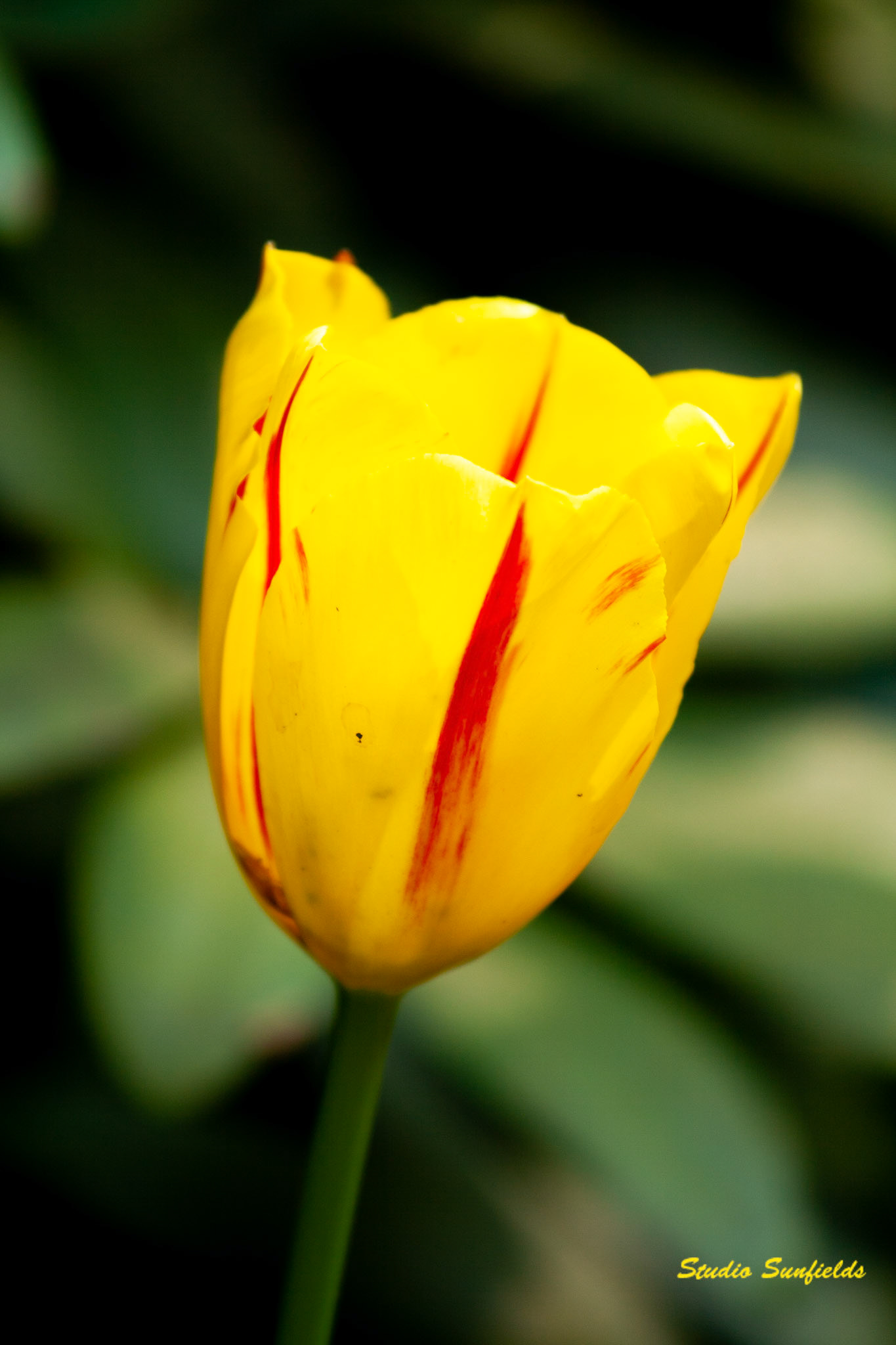 Tulipa