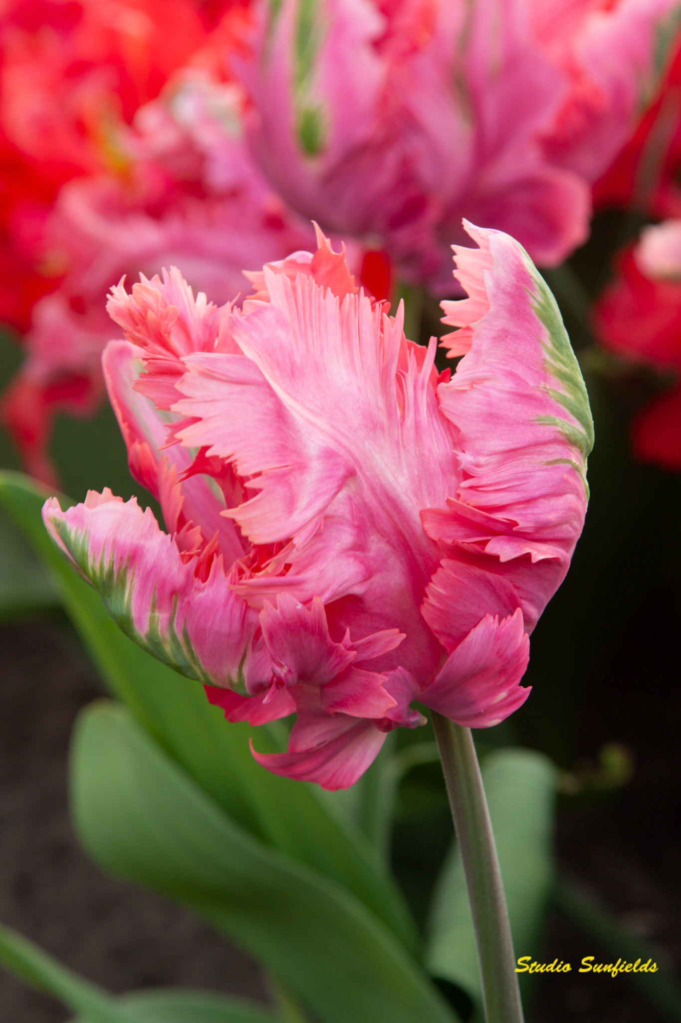 Tulipa 'Diamond Parrot'