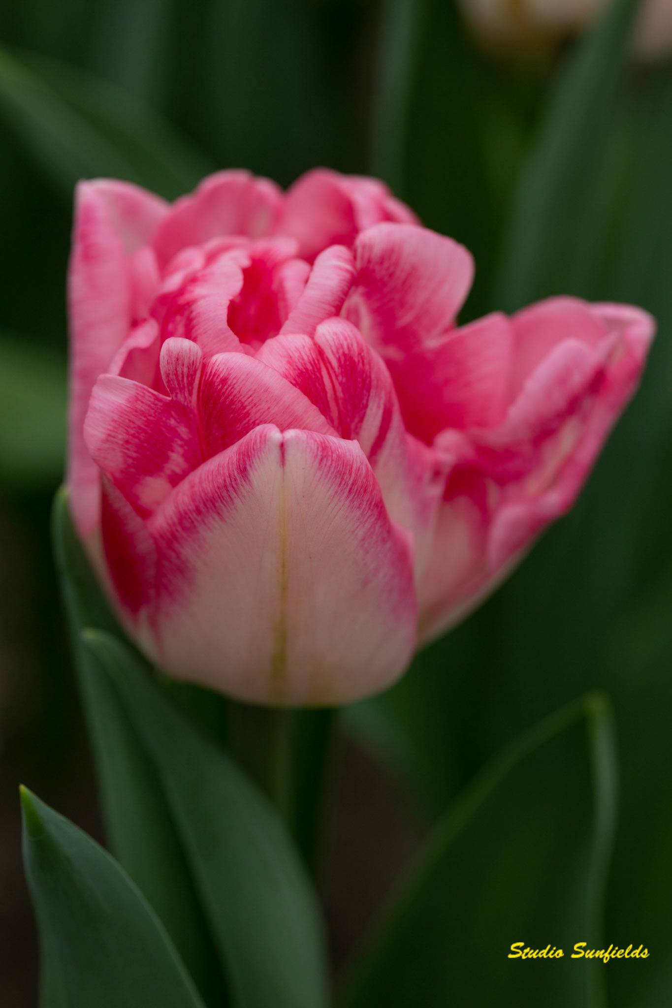 Tulipa'Foxtrot'