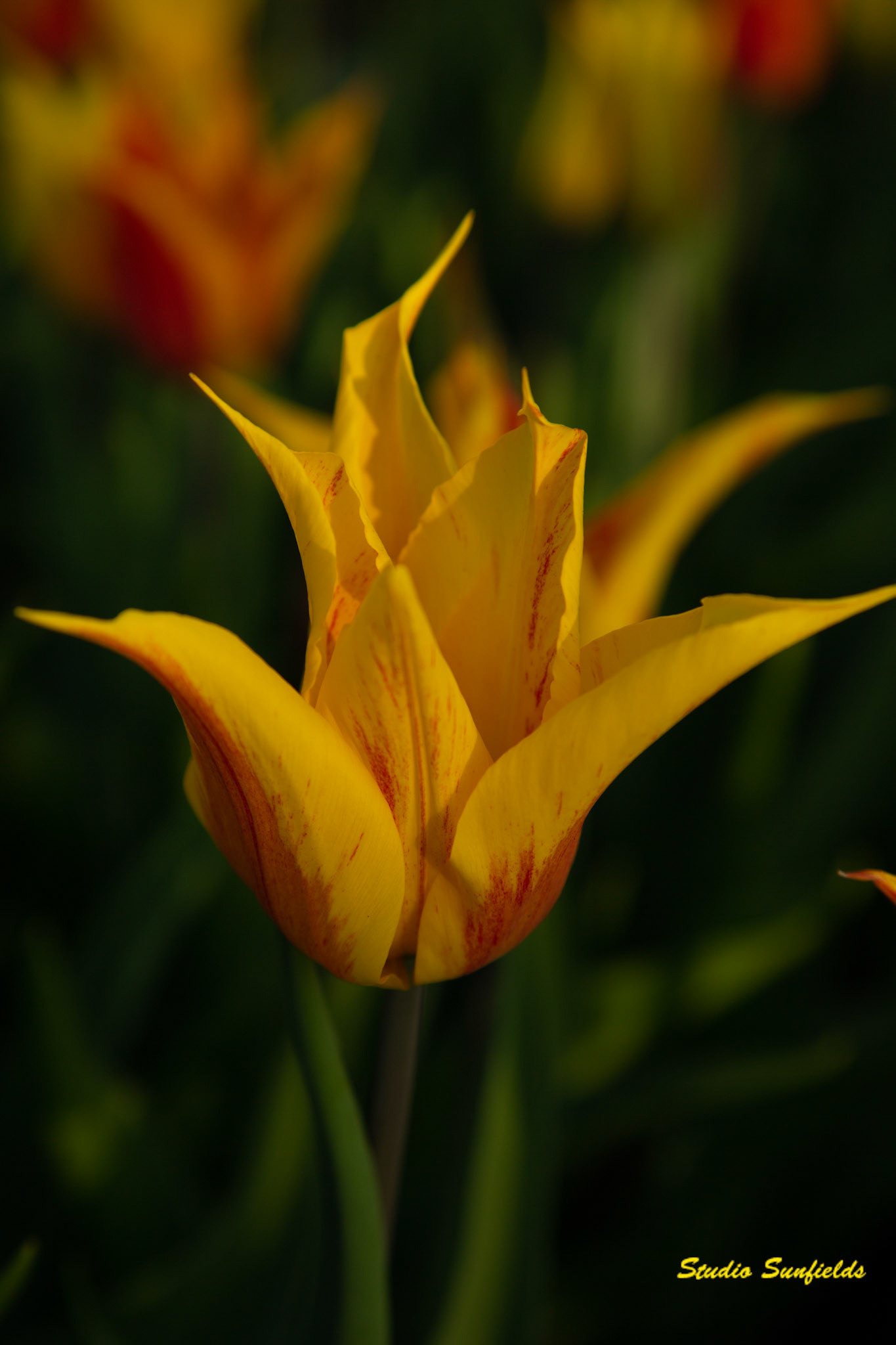 Tulipa lily-flowered,
