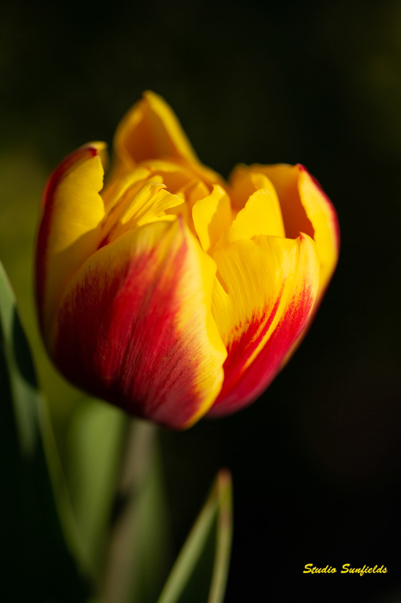 Tulipa double early