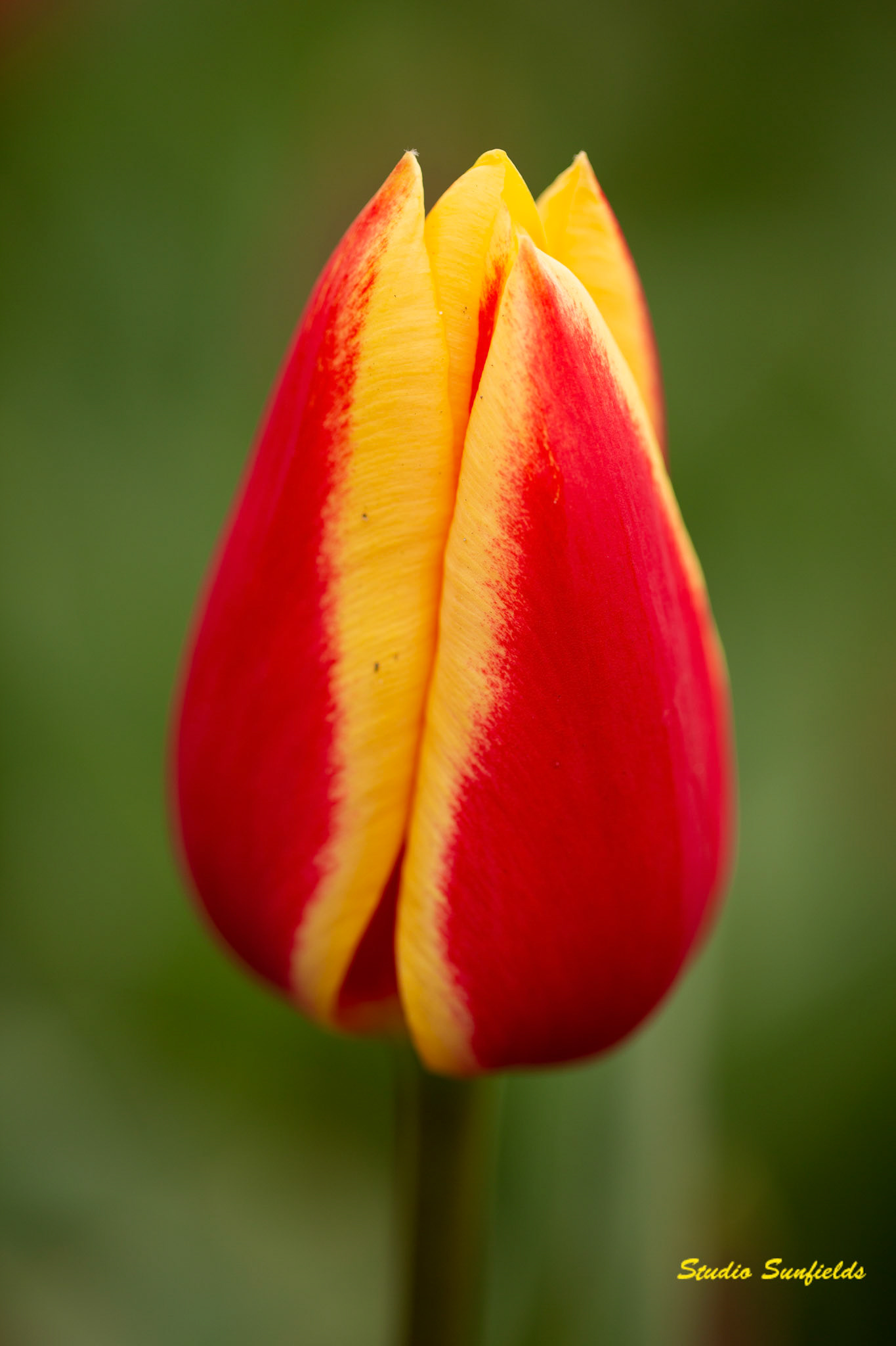 Tulipa "Hot Honey Rag"