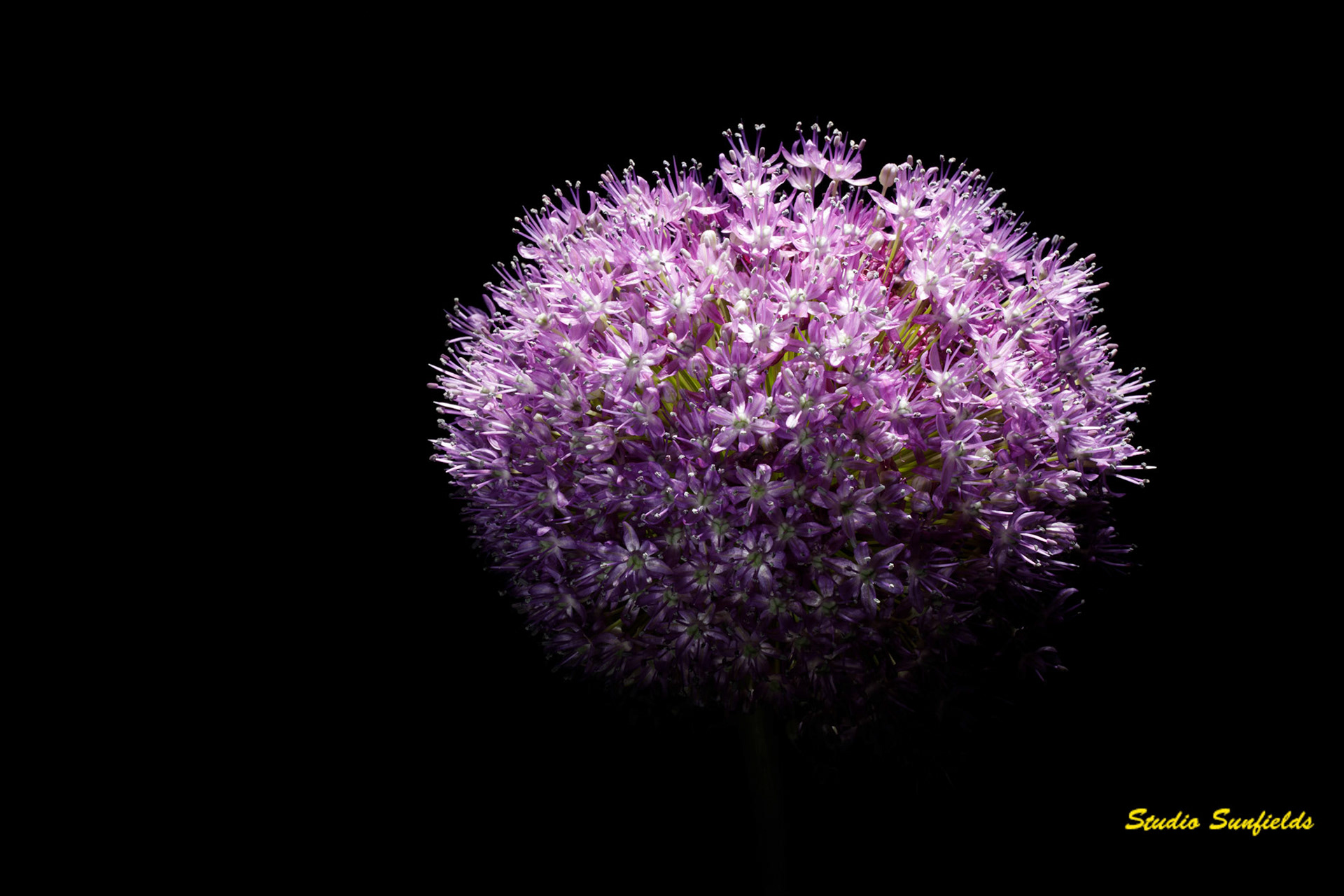 Allium 'Globe Master'
