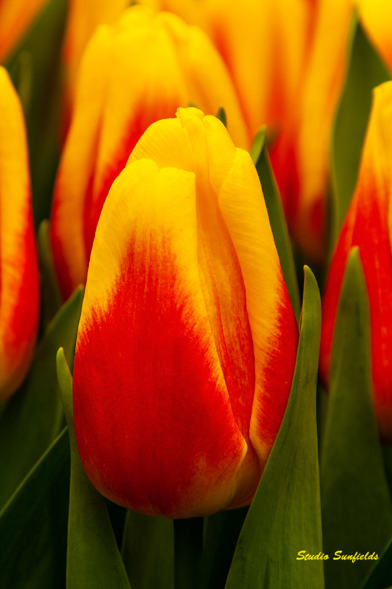 Tulipa "Ice Lolly"