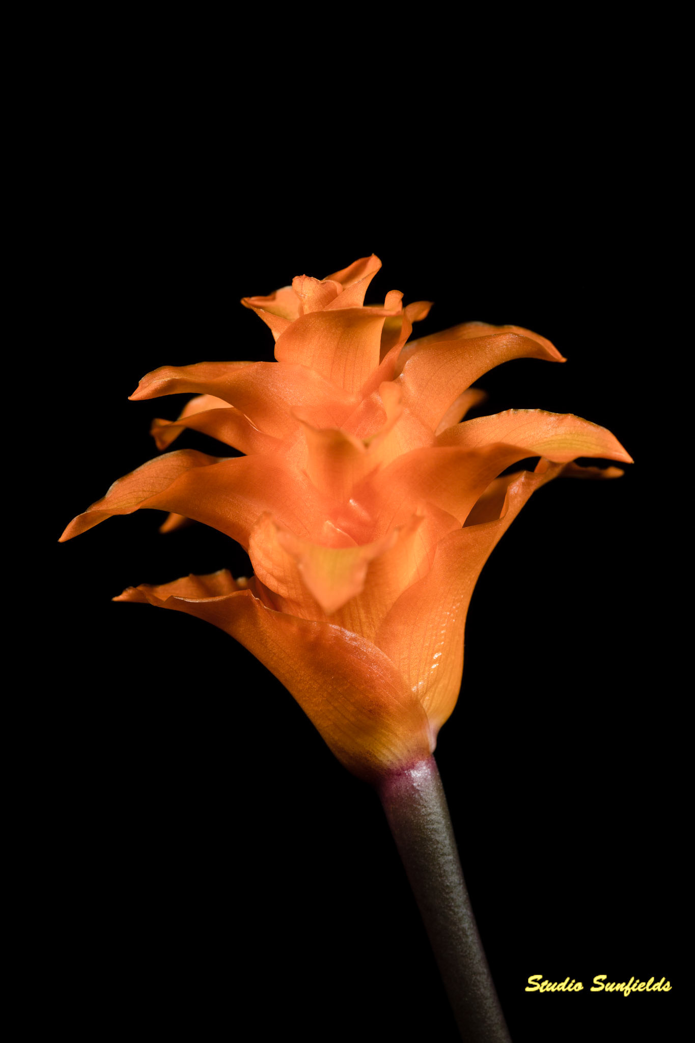 Goeppertia crocata 'Tassmania'